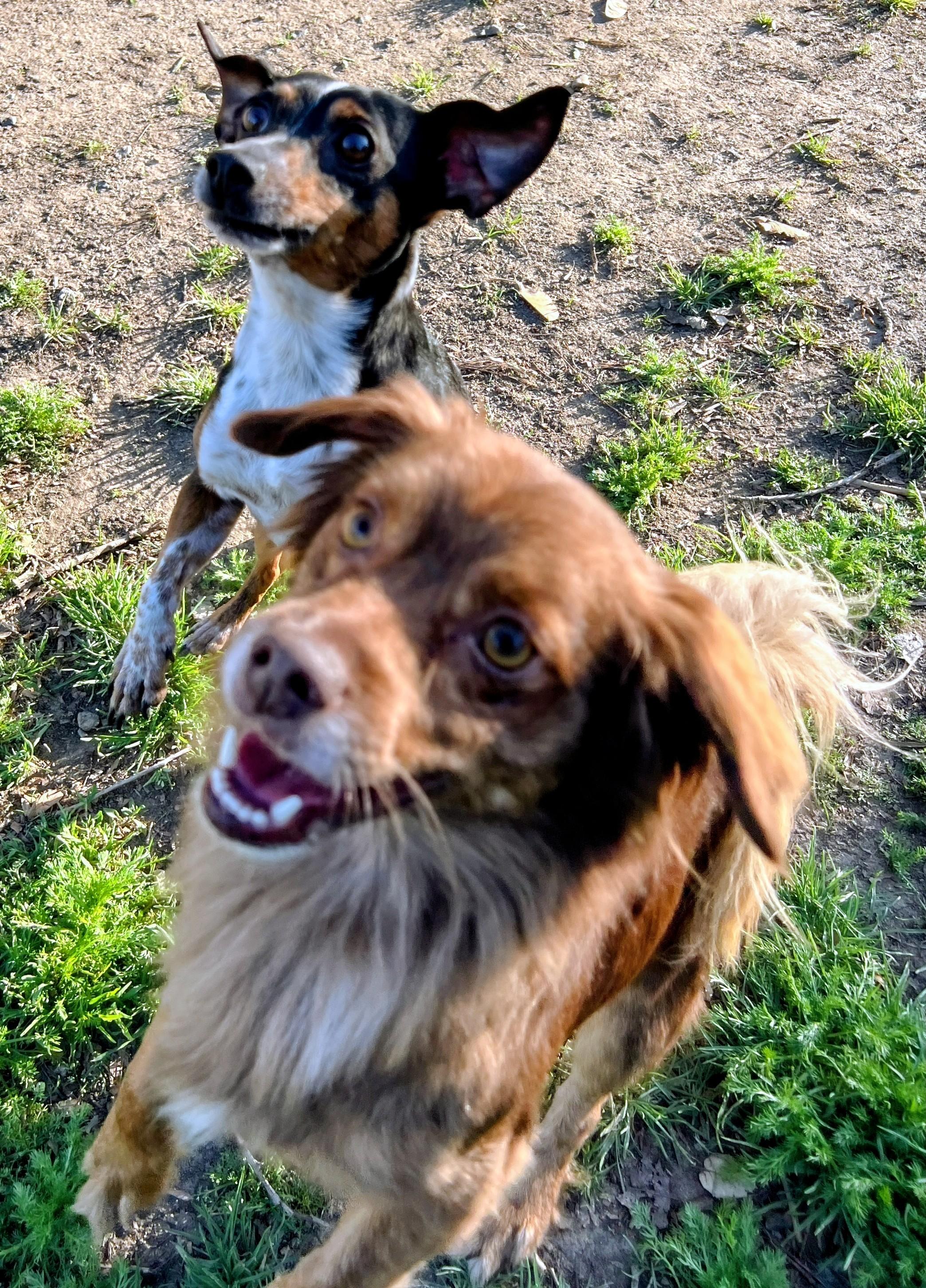 Willy & Billy, a ADOPTABLE Chihuahua in Los Angeles, CA image 2/4