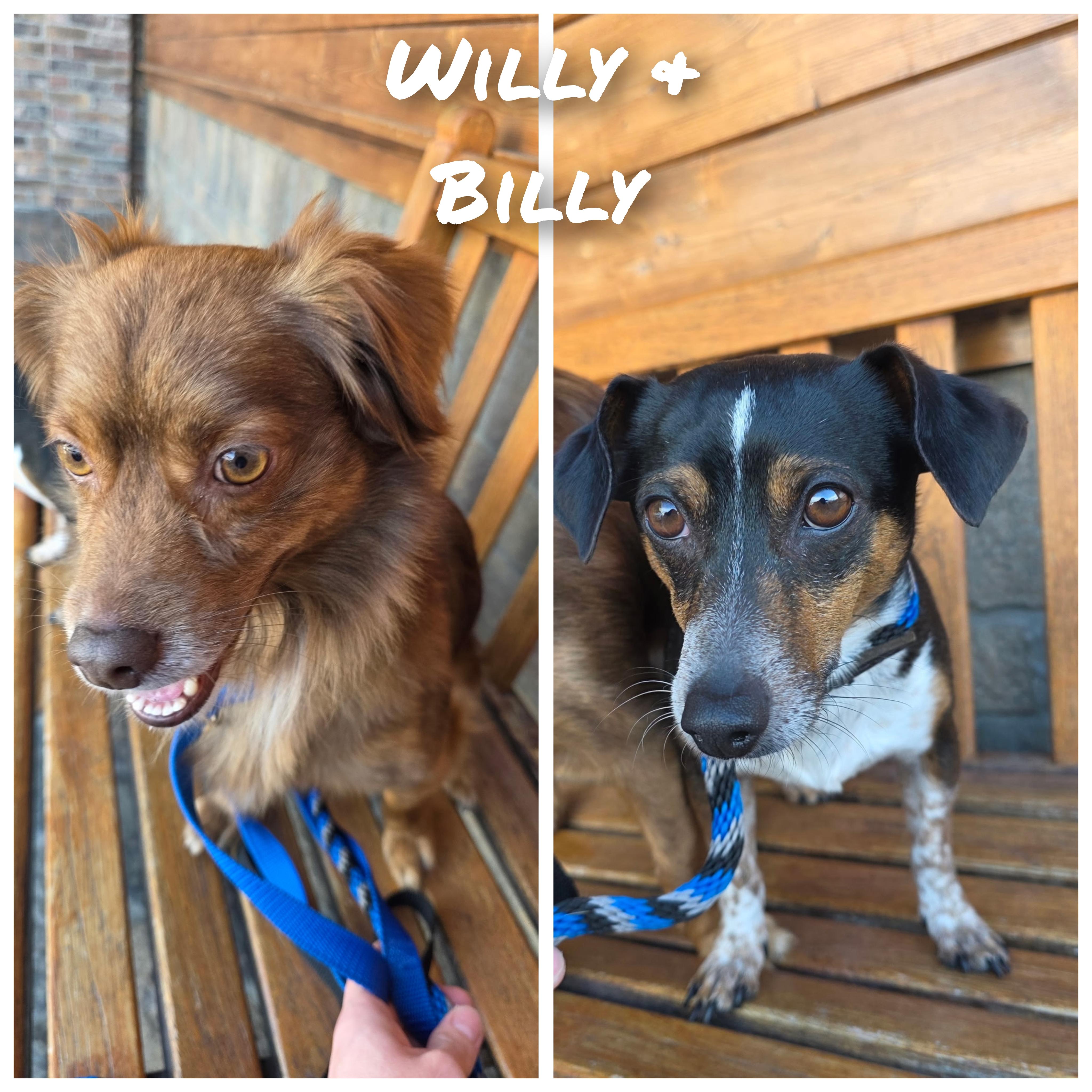 Willy & Billy, a ADOPTABLE Chihuahua in Los Angeles, CA image 1/4