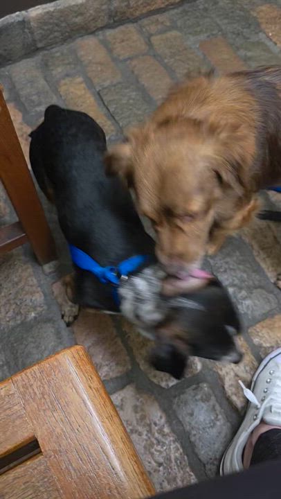 Enlarge Willy & Billy, a ADOPTABLE Chihuahua in Los Angeles, CA video 4/4