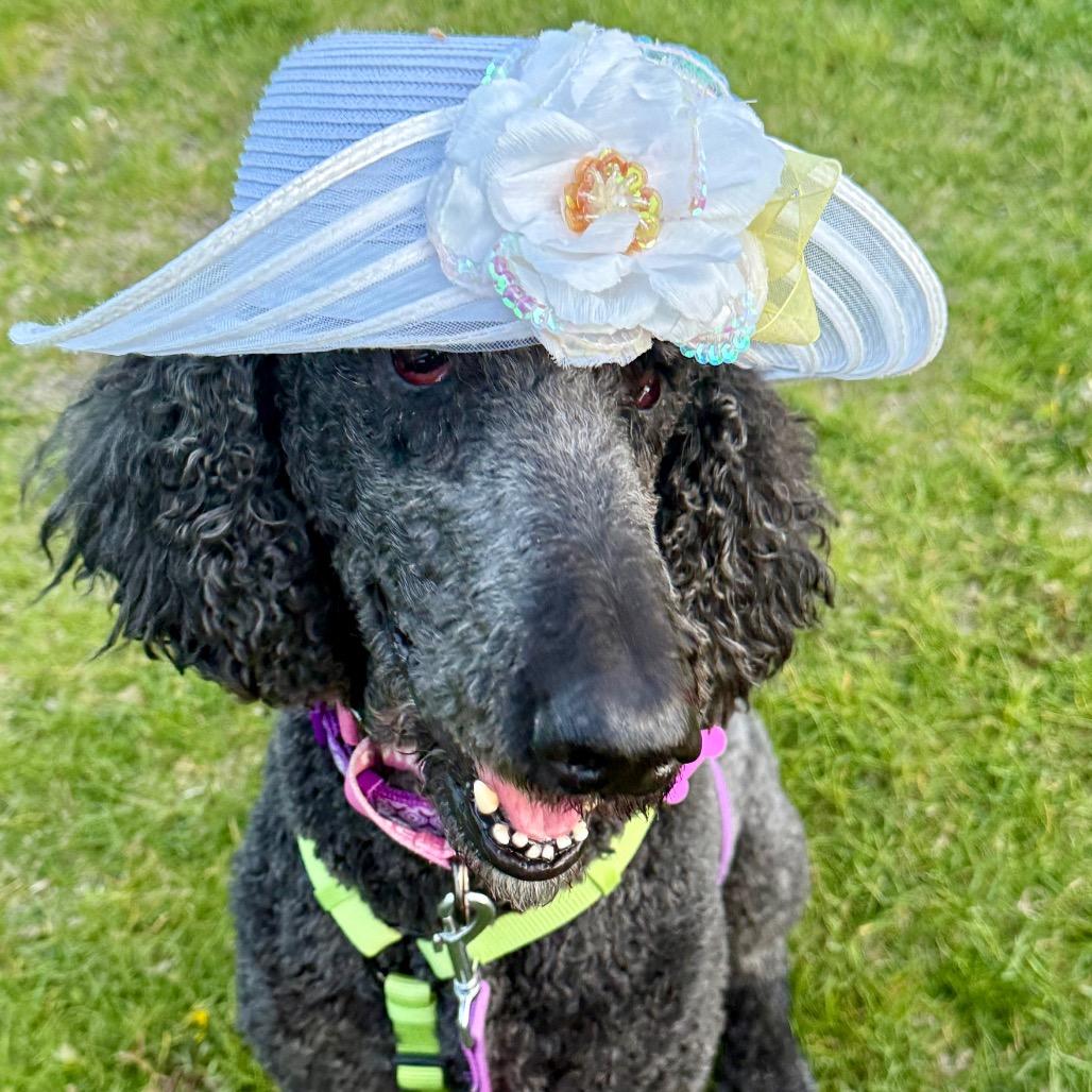 Lisa, Adoptable, Adult Female Poodle.