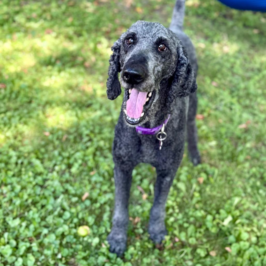 Enlarge Lisa, a Adoptable Poodle in Crystal, MN image 2/6