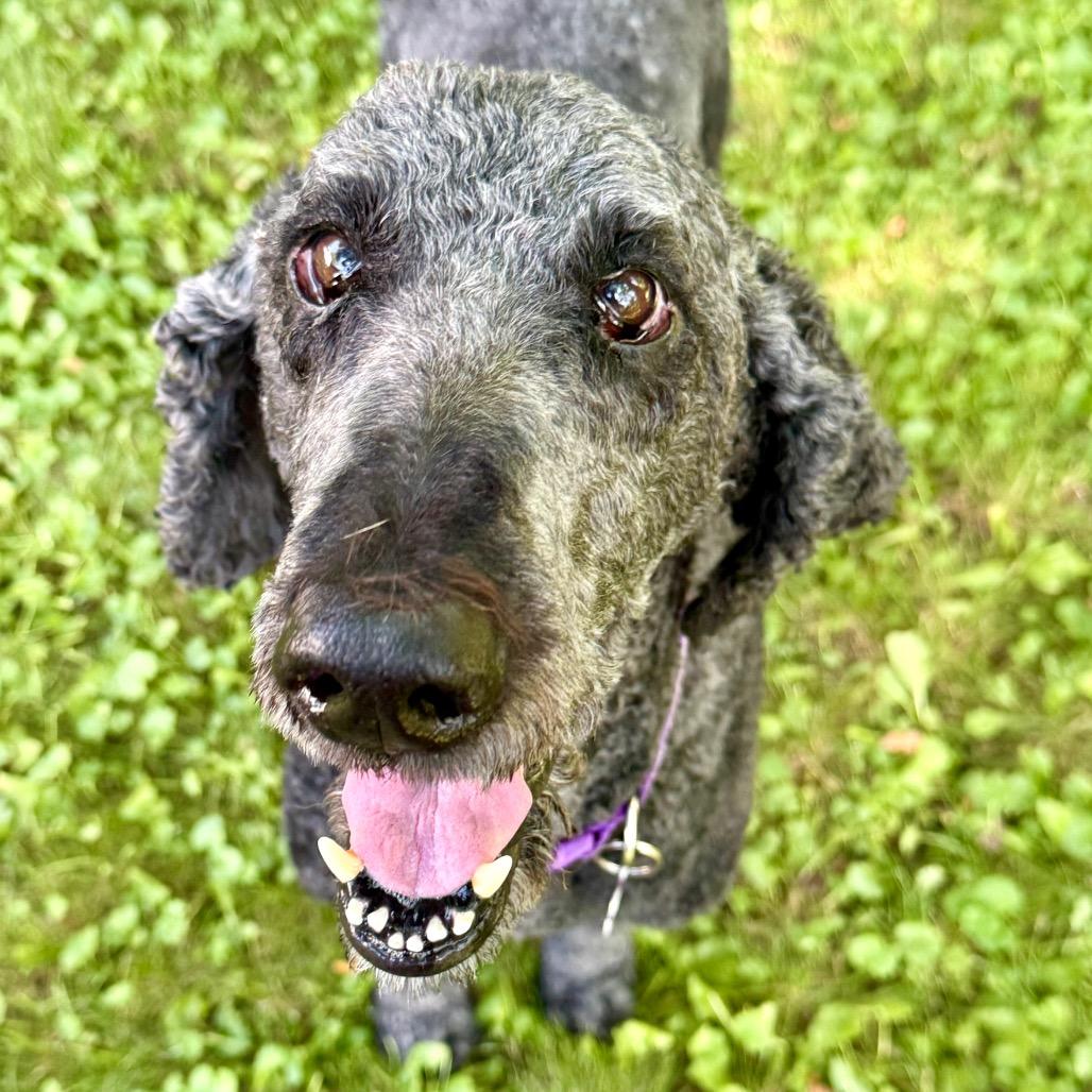 Enlarge Lisa, a Adoptable Poodle in Crystal, MN image 3/6