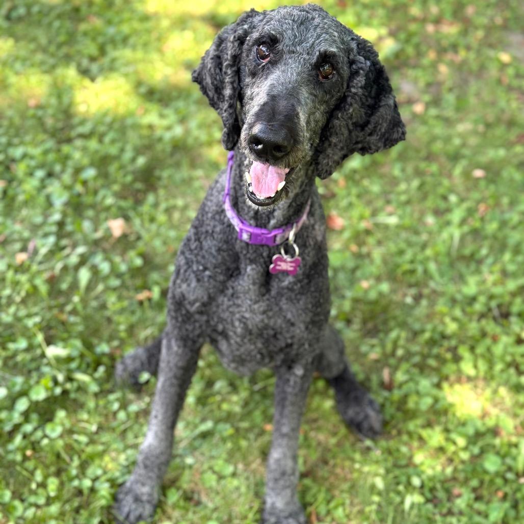 Enlarge Lisa, a Adoptable Poodle in Crystal, MN image 4/6