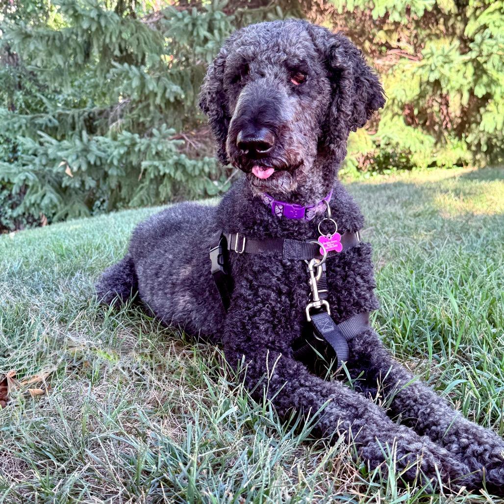 Enlarge Lisa, a Adoptable Poodle in Crystal, MN image 5/6