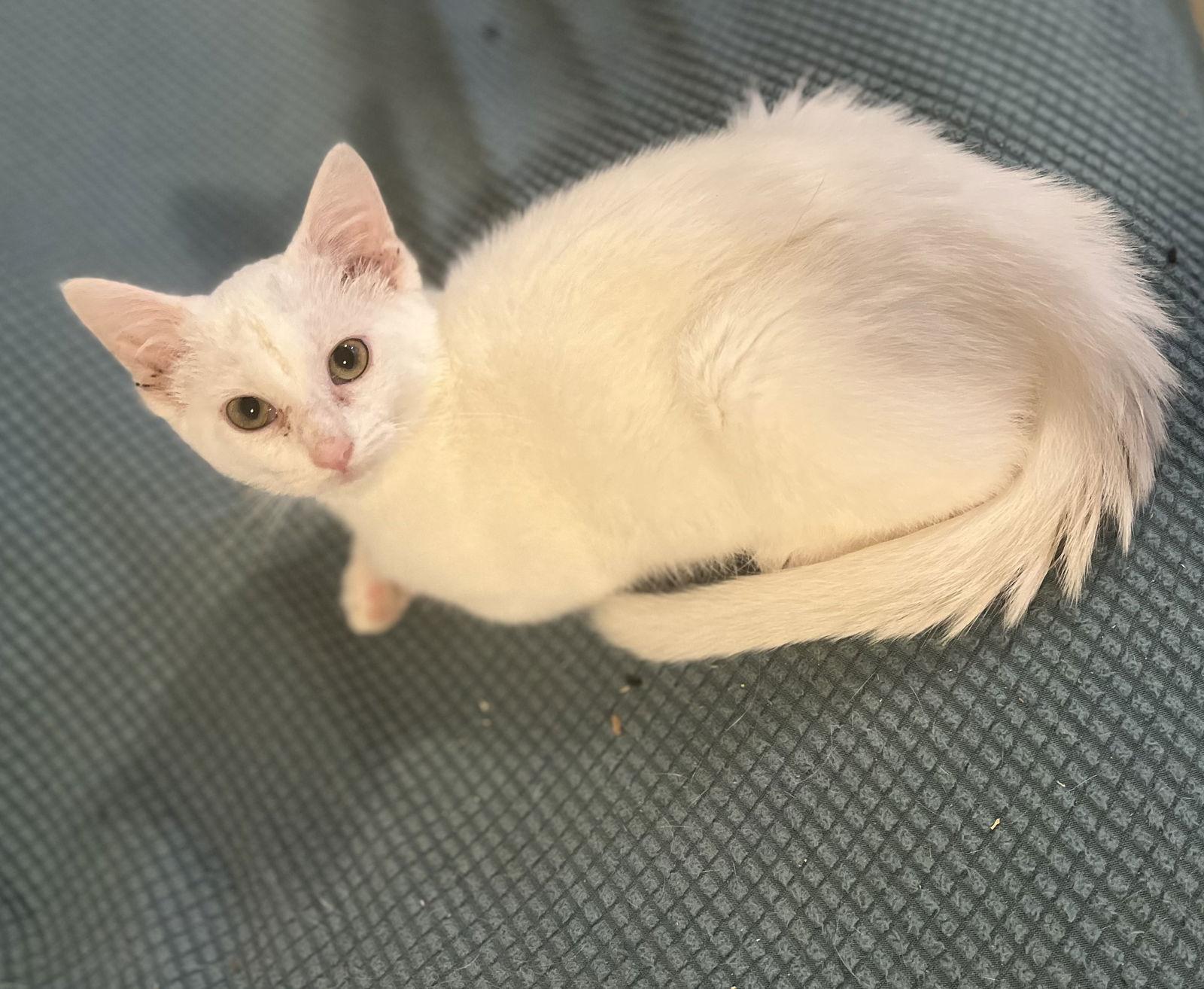 Q-tip, Adoptable, Kitten Female Domestic Short Hair.