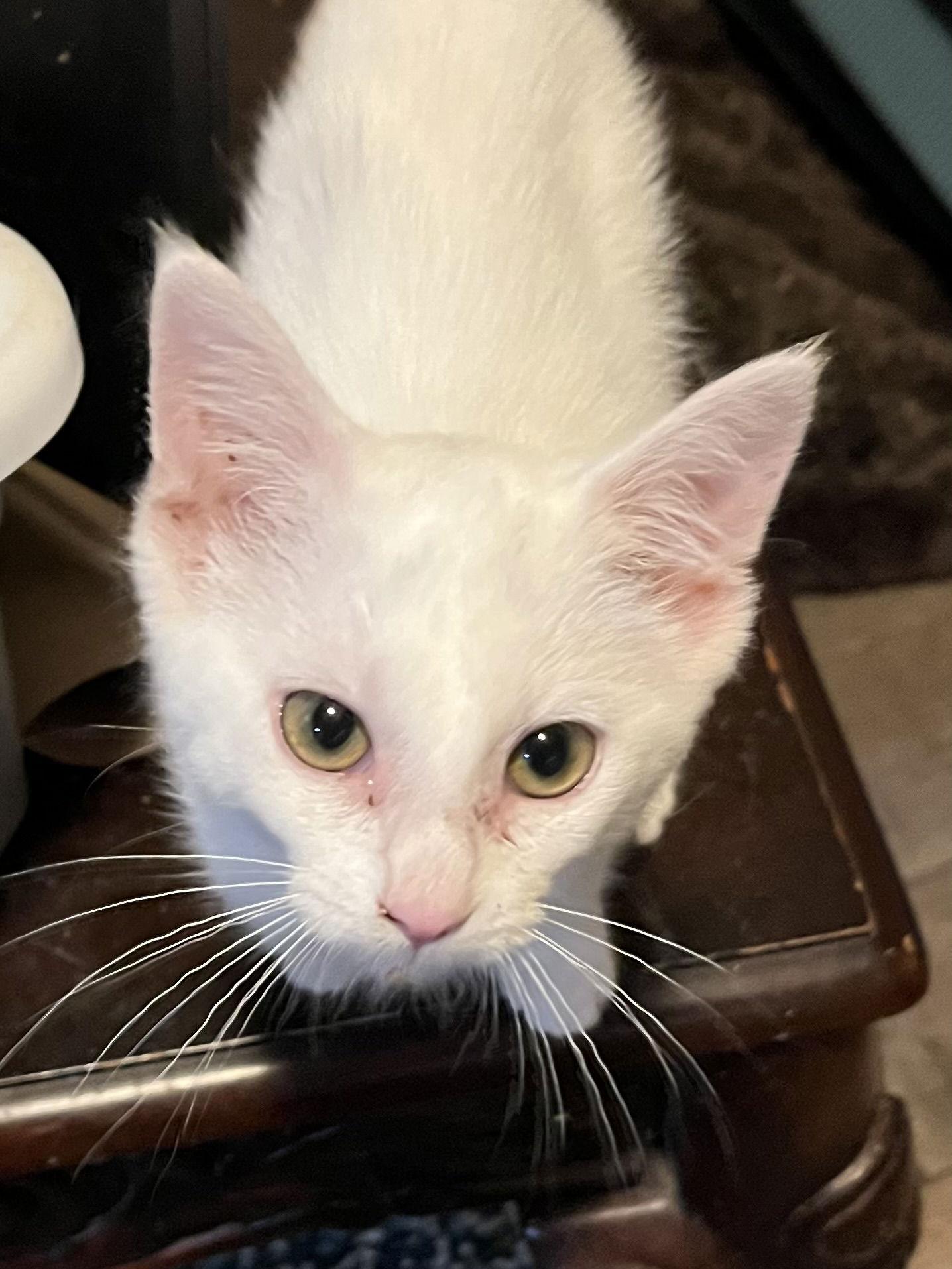 Enlarge Q-tip, a Adoptable Domestic Short Hair in Zimmerman, MN image 2/3