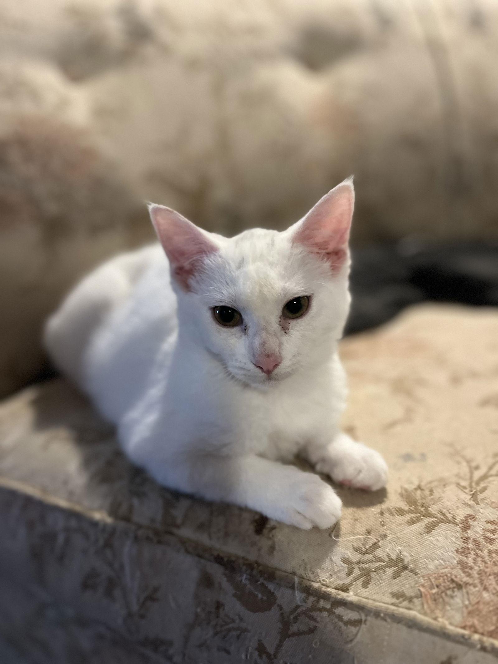 Enlarge Q-tip, a Adoptable Domestic Short Hair in Zimmerman, MN image 3/3