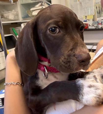 Enlarge Magic , an adopted mixed breed in Phoenixville, PA image 2/2