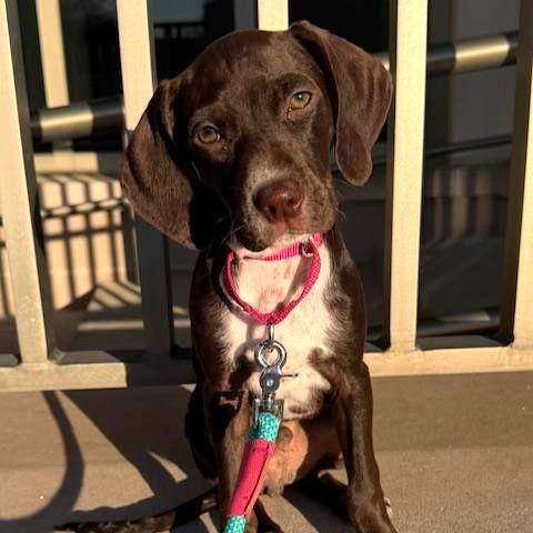 Enlarge Magic , an adopted mixed breed in Phoenixville, PA image 1/2