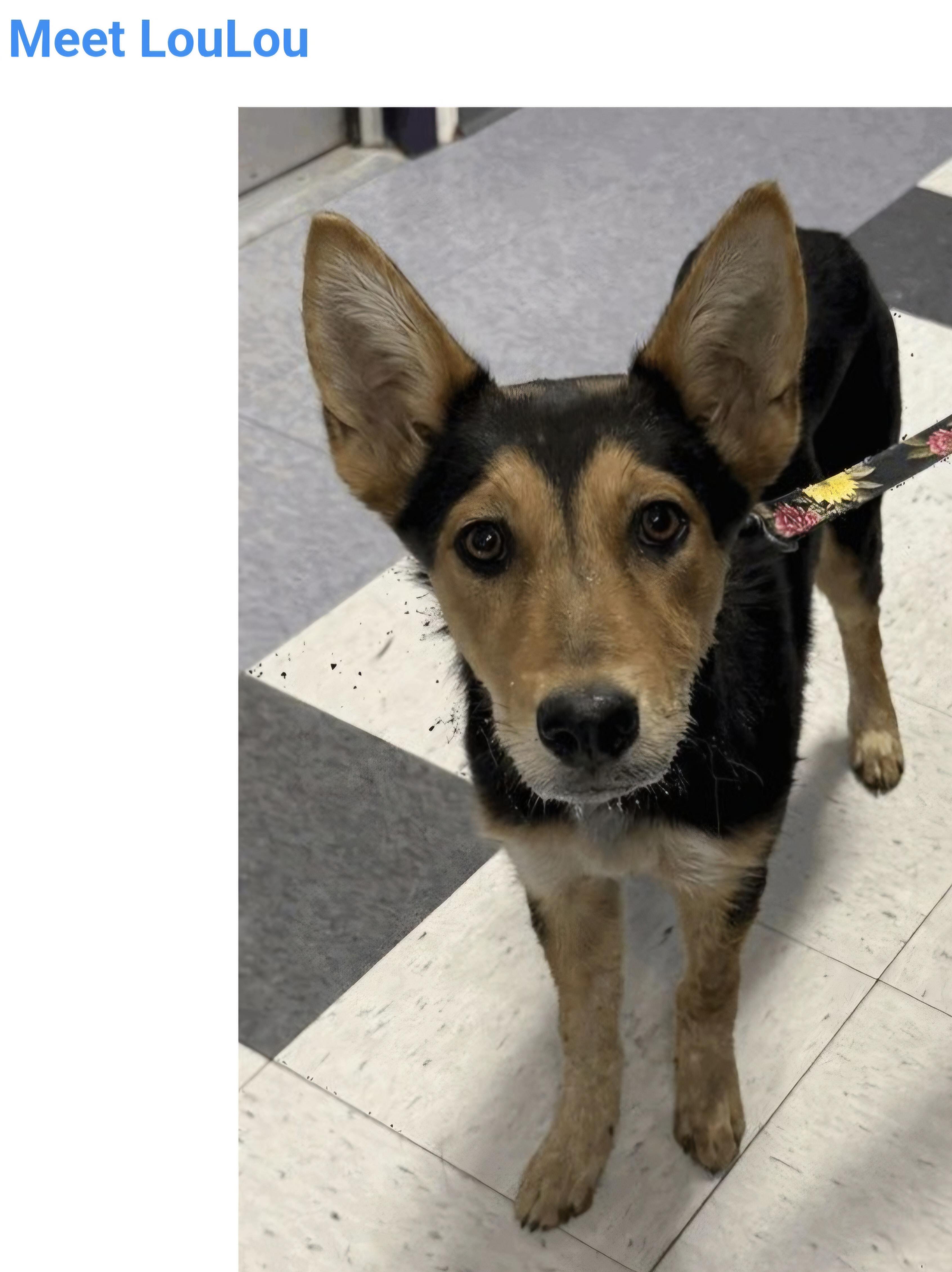Lou Lou, Adopted, Puppy Female German Shepherd Dog & Australian Kelpie.