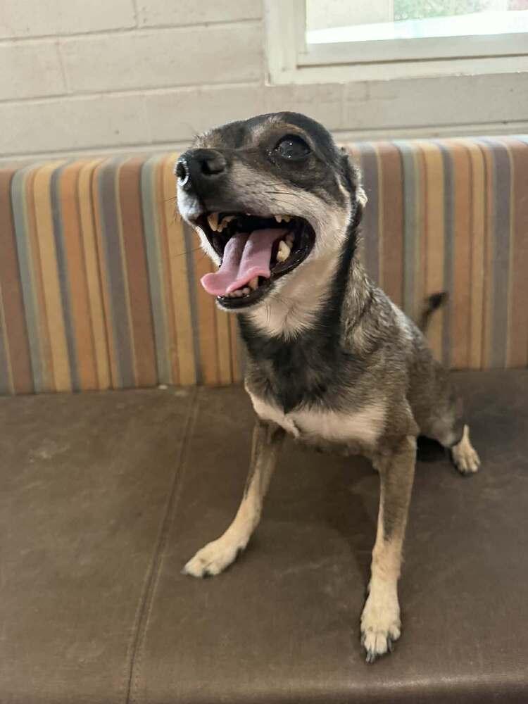 Enlarge Merlin, a ADOPTABLE Chihuahua in TUCSON, AZ image 3/3