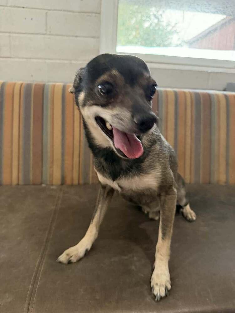 Enlarge Merlin, a ADOPTABLE Chihuahua in TUCSON, AZ image 2/3