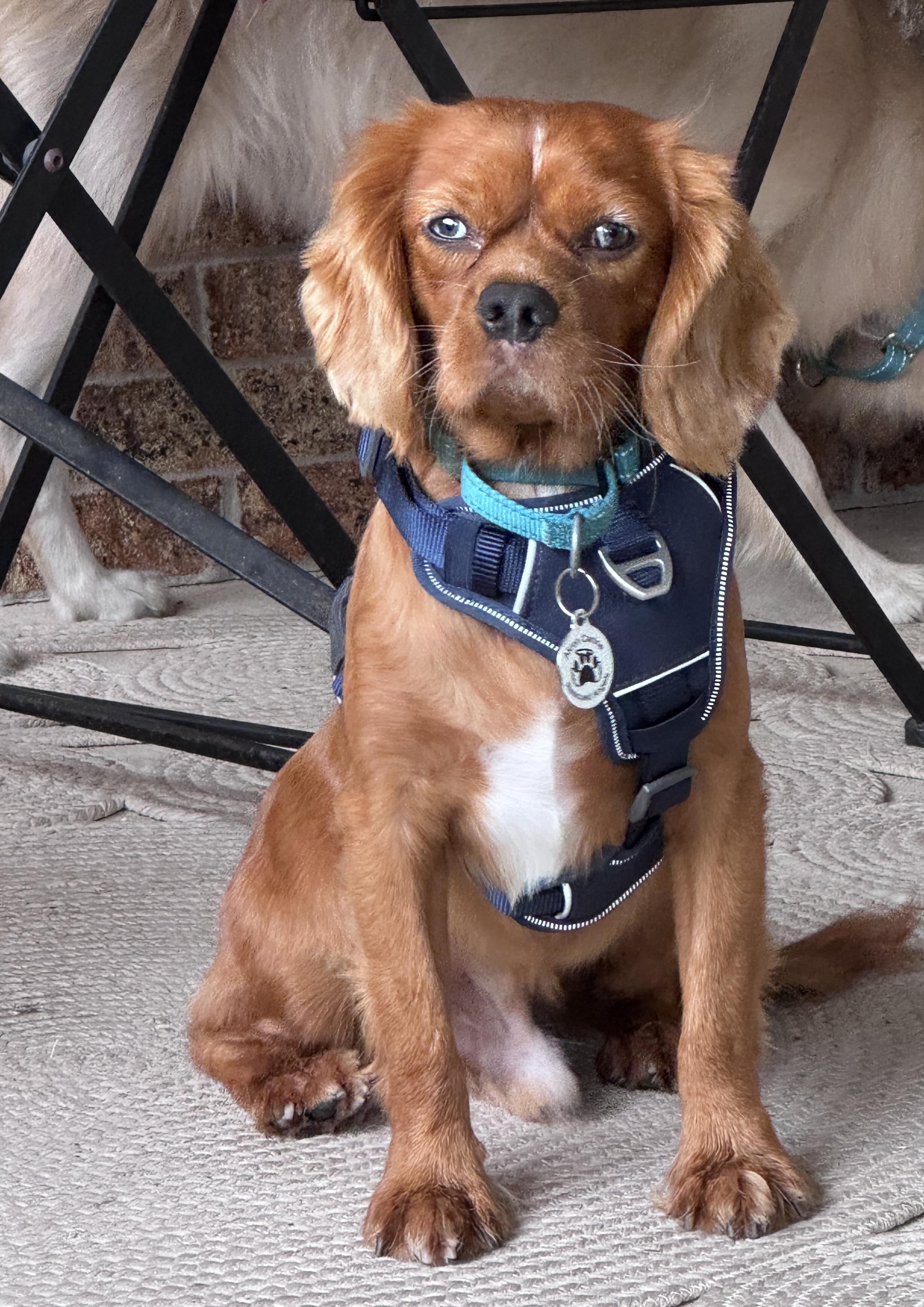Elton, an adoption pending Cavalier King Charles Spaniel in Akron, NY image 2/5