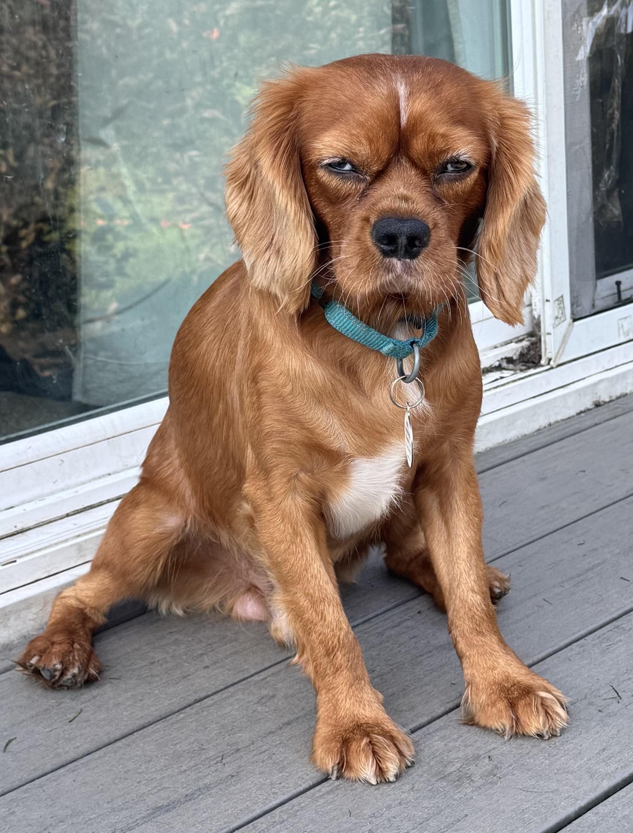 Elton, an adoption pending Cavalier King Charles Spaniel in Akron, NY image 5/5