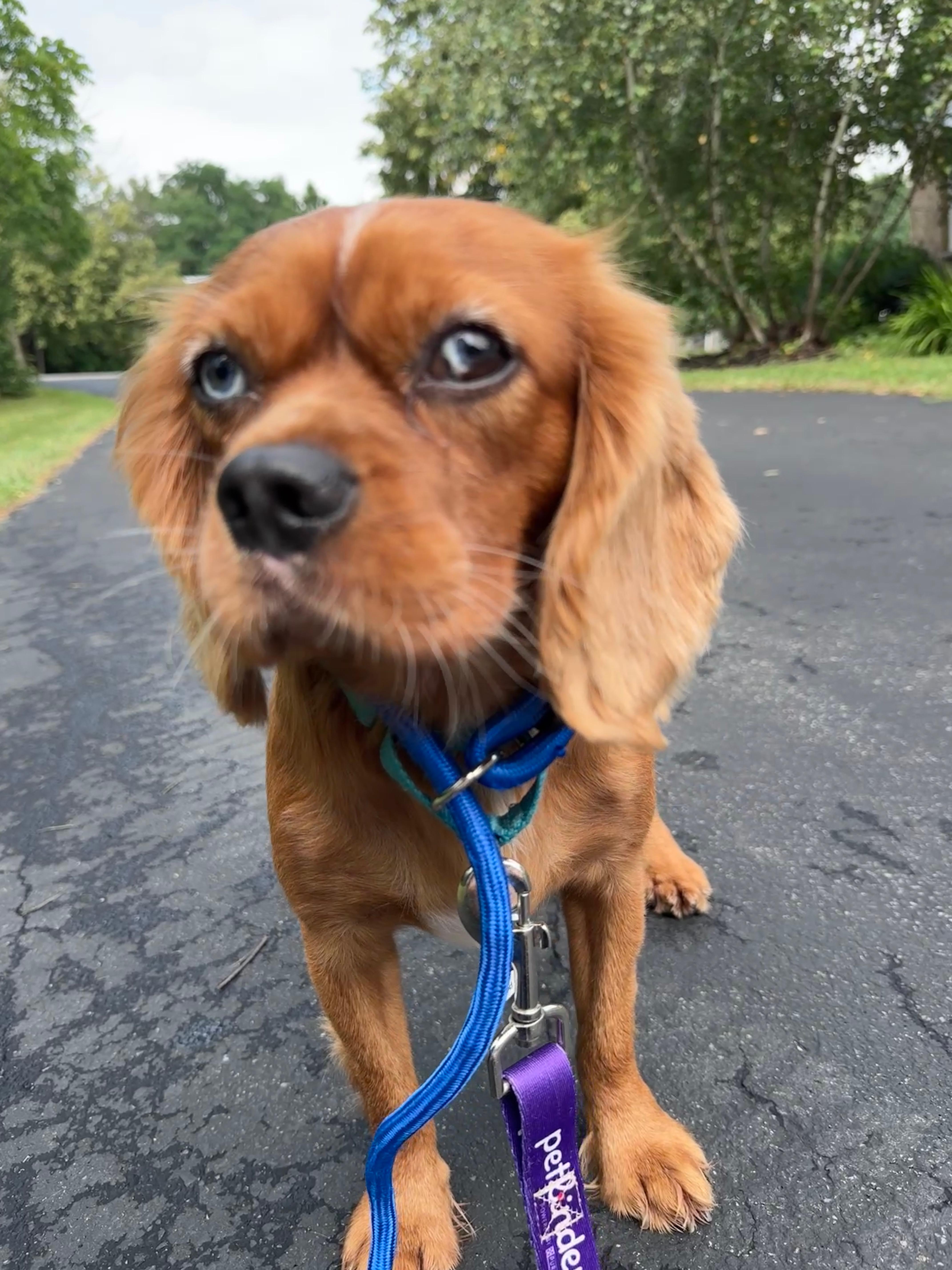 Elton, an adoption pending Cavalier King Charles Spaniel in Akron, NY image 4/5