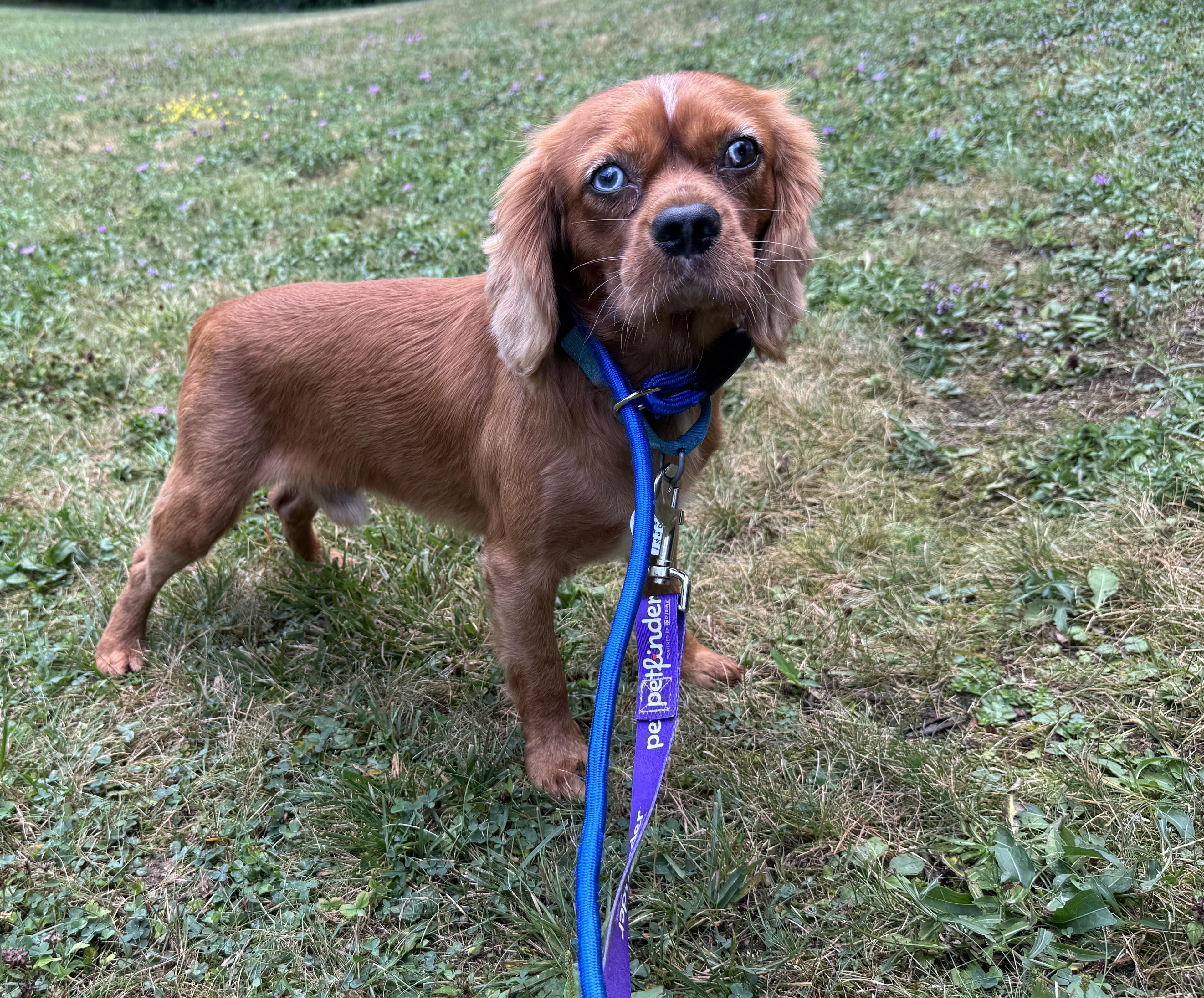 Elton, an adoption pending Cavalier King Charles Spaniel in Akron, NY image 3/5