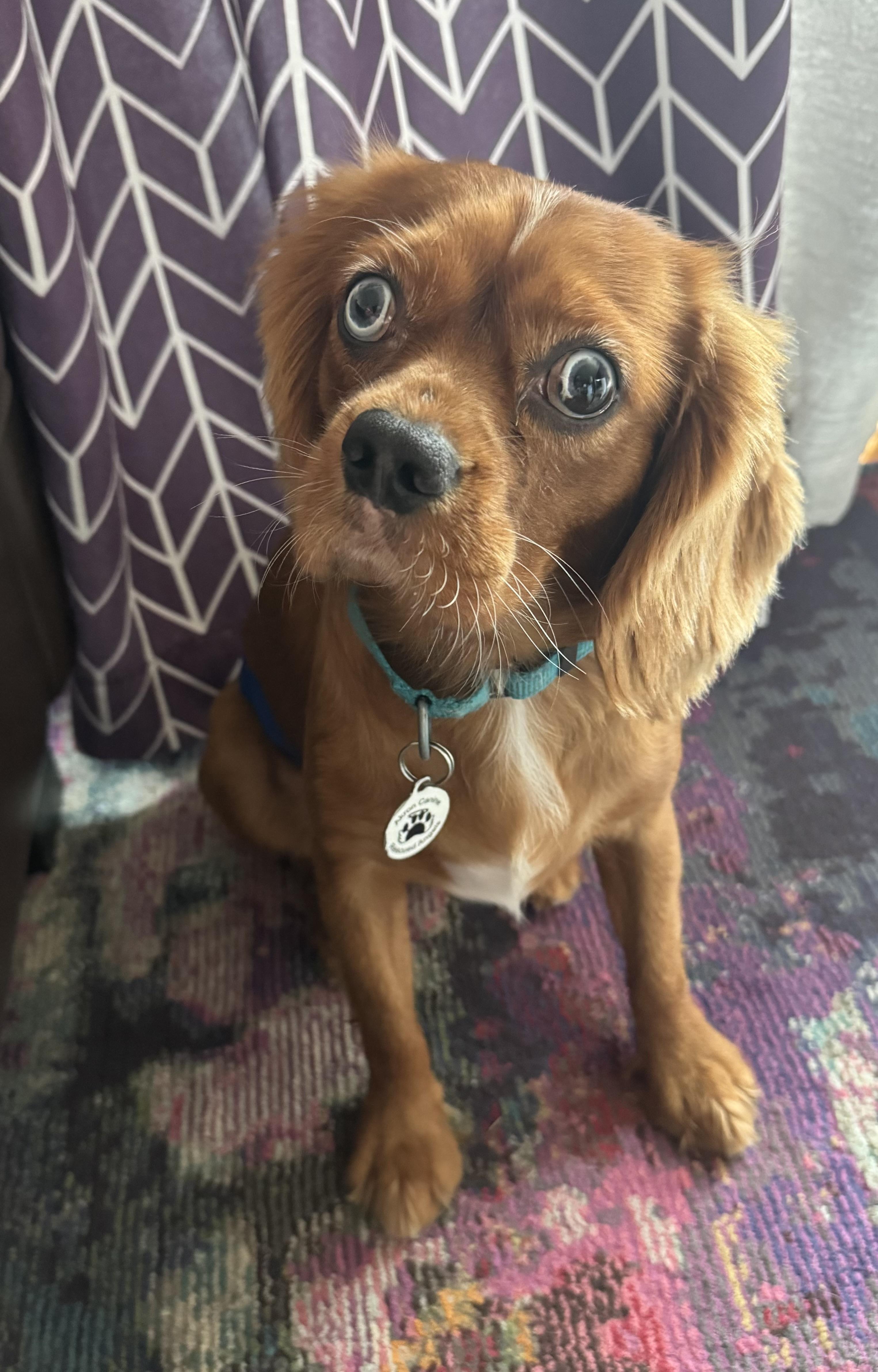Elton, an adoption pending Cavalier King Charles Spaniel in Akron, NY image 1/5