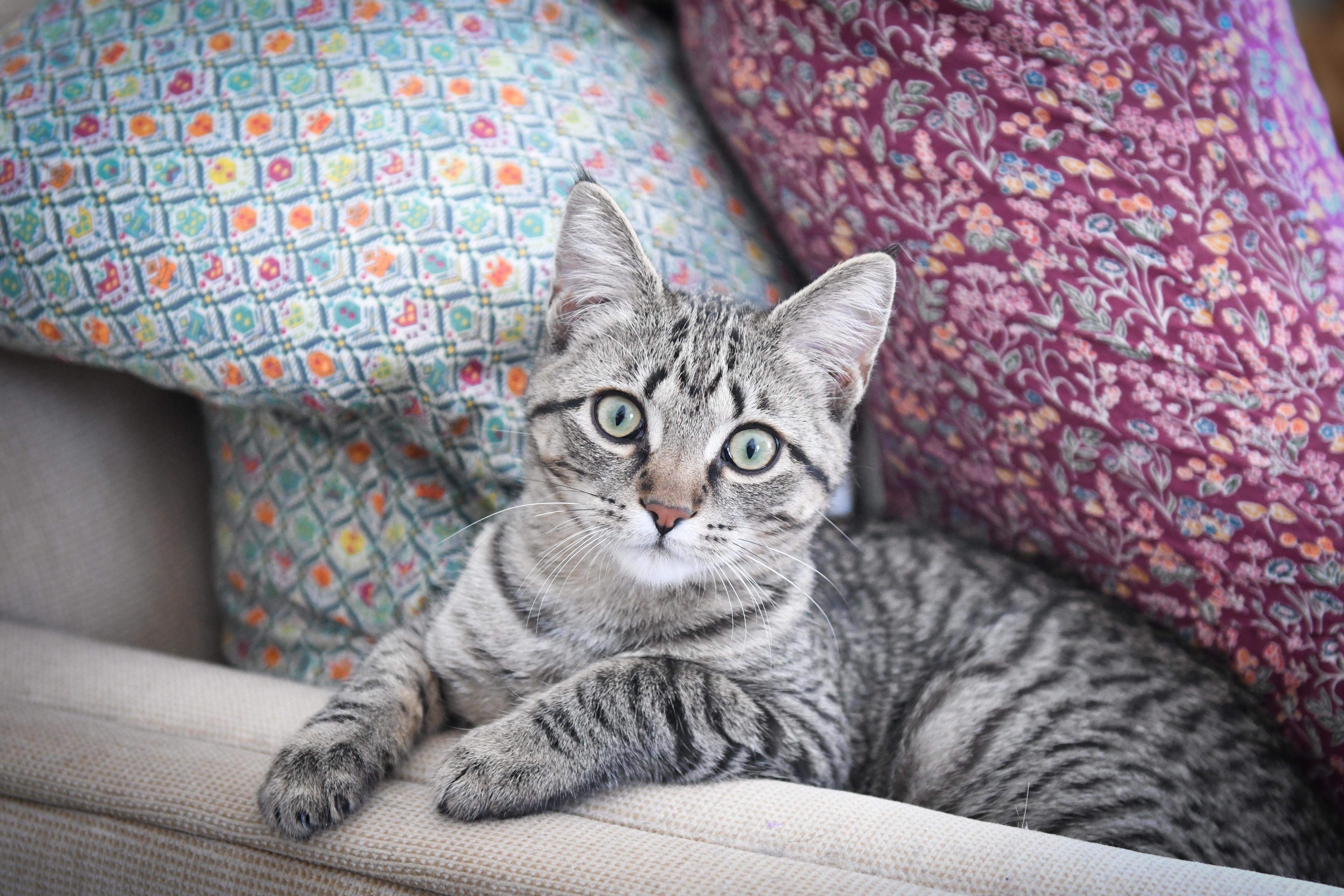 Findus (bonded with Linnea) , Adoptable, Kitten Female Domestic Short Hair.