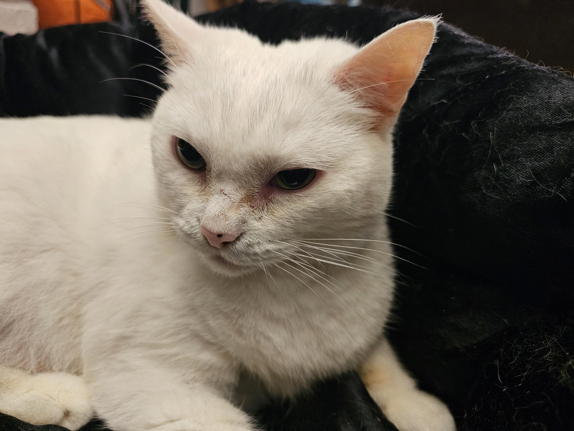 Enlarge Snowy, a Adoptable Domestic Short Hair in New York, NY image 2/4