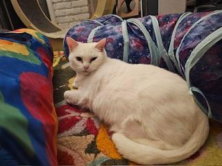 Enlarge Snowy, a Adoptable Domestic Short Hair in New York, NY image 3/4