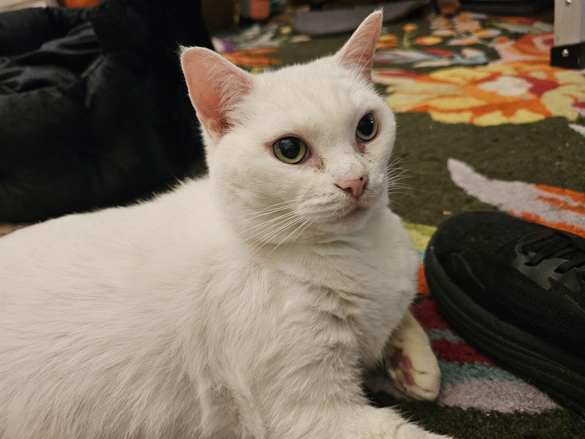 Snowy, Adoptable, Senior Female Domestic Short Hair.