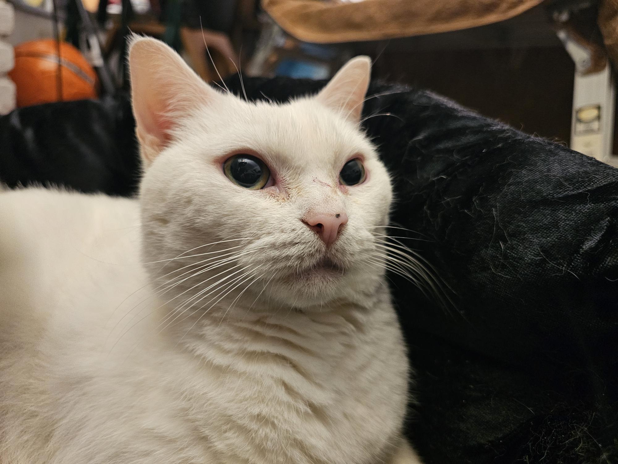 Enlarge Snowy, a Adoptable Domestic Short Hair in New York, NY image 4/4