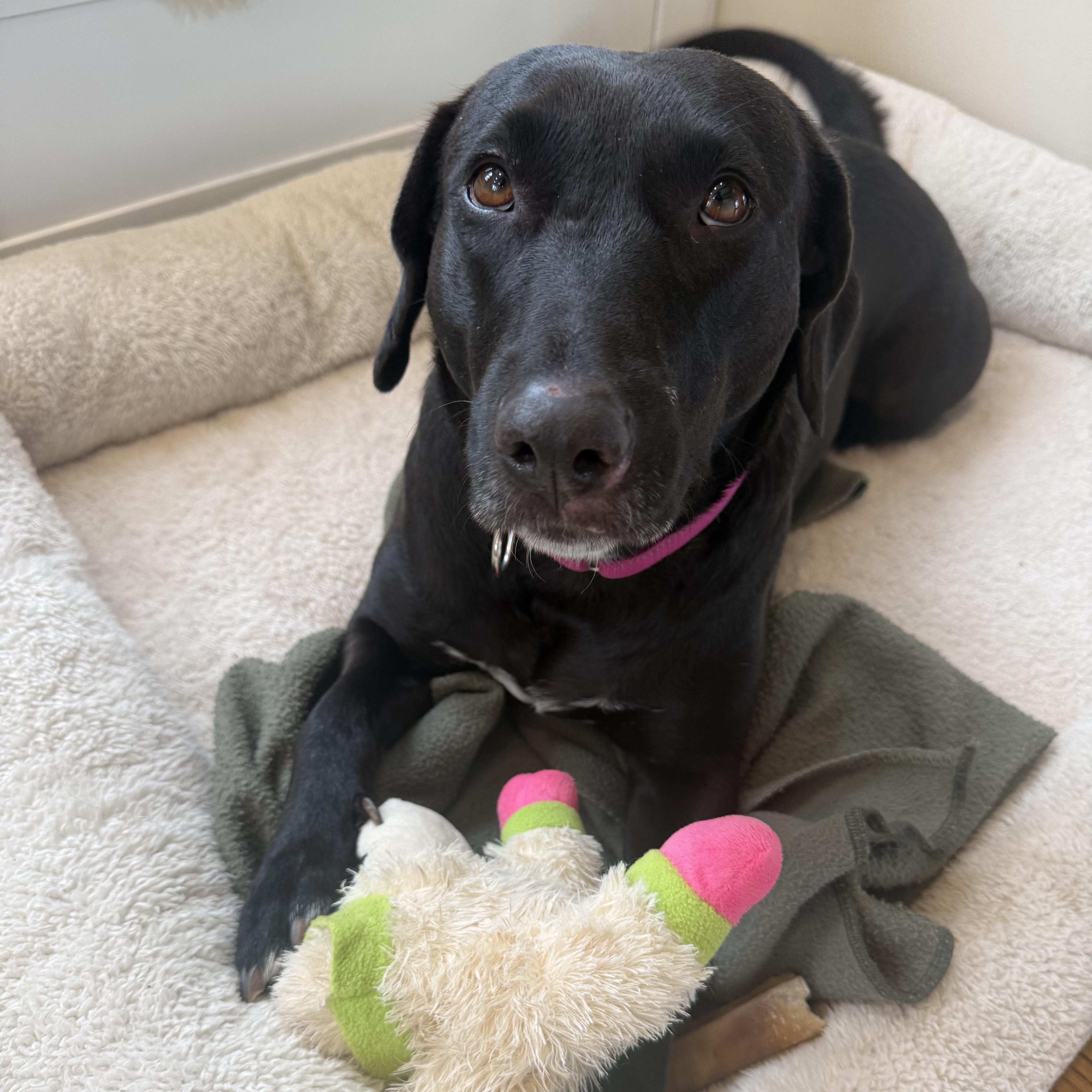 Bunny- Perfect Girl, ADOPTABLE, Adult Female Black Labrador Retriever.