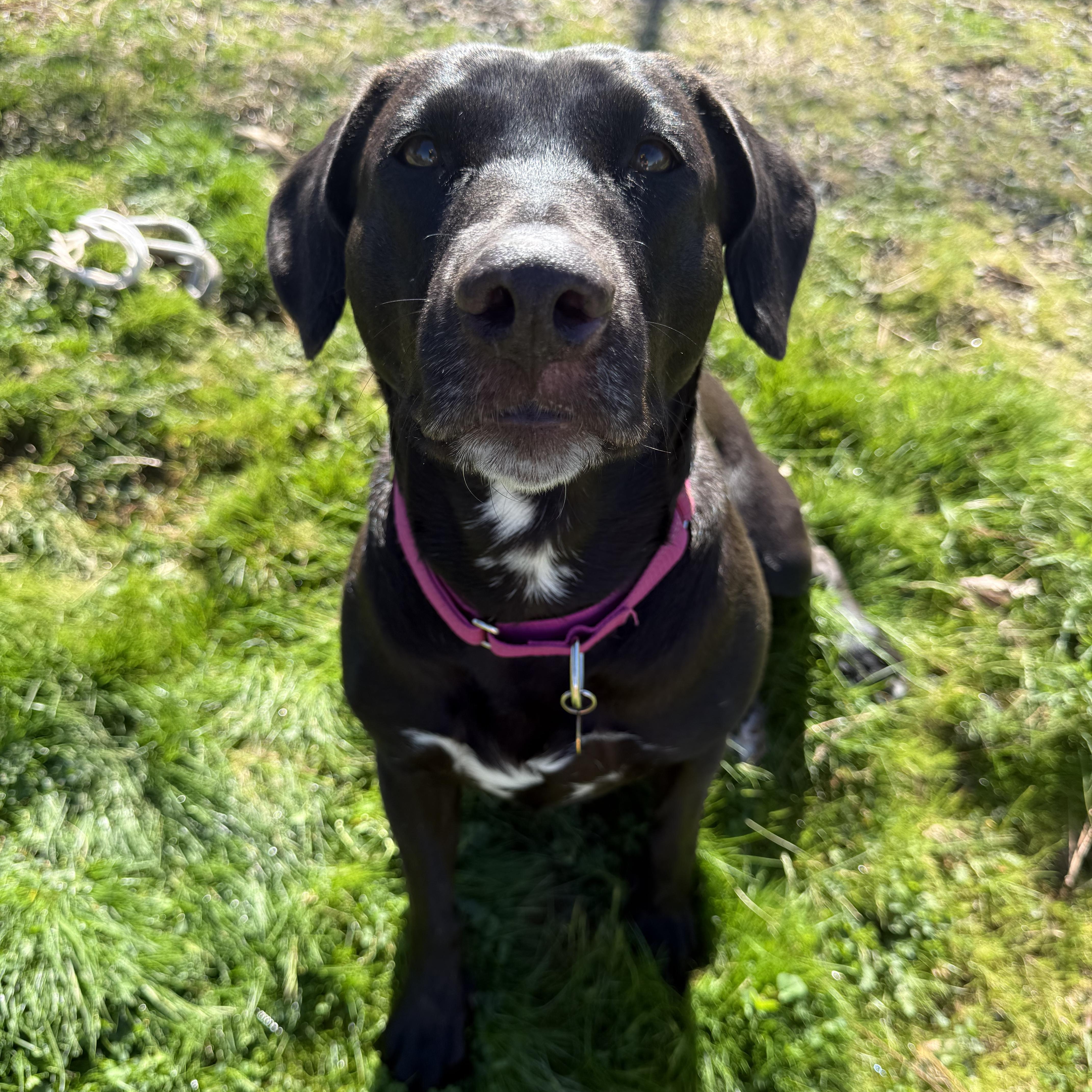 Enlarge Bunny- Perfect Girl, a ADOPTABLE Black Labrador Retriever in Grass Valley, CA image 4/6