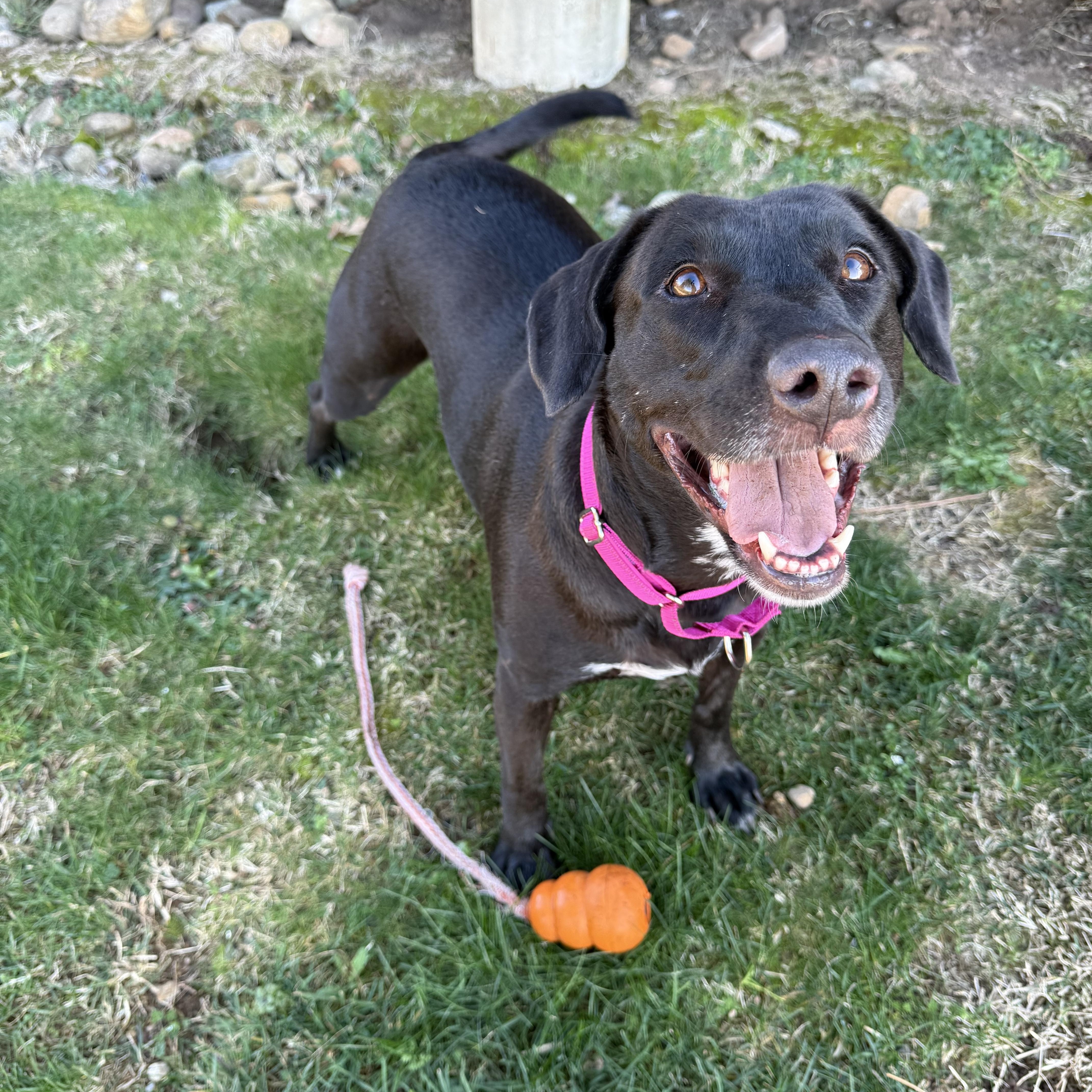 Enlarge Bunny- Perfect Girl, a ADOPTABLE Black Labrador Retriever in Grass Valley, CA image 1/6
