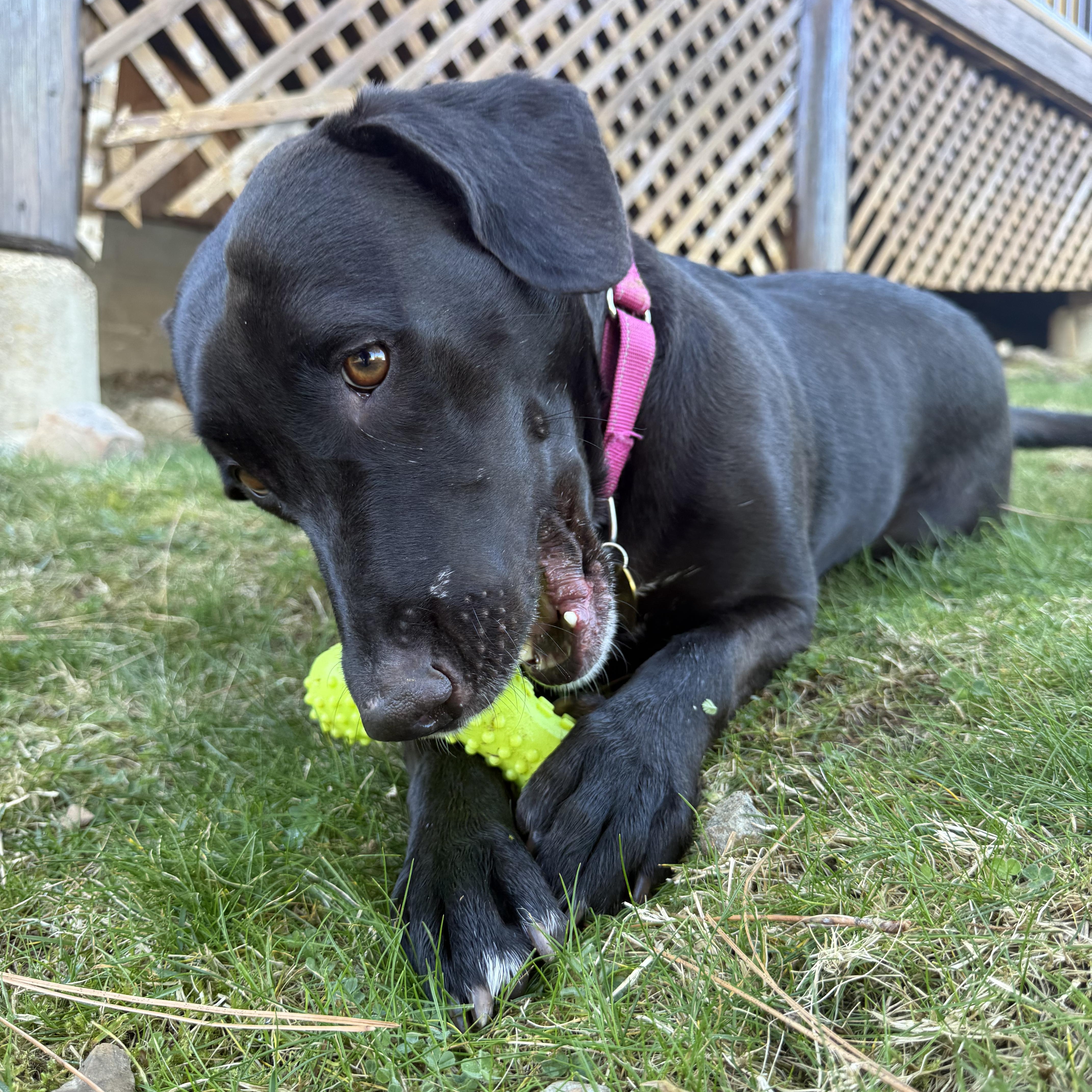 Enlarge Bunny- Perfect Girl, a ADOPTABLE Black Labrador Retriever in Grass Valley, CA image 3/6
