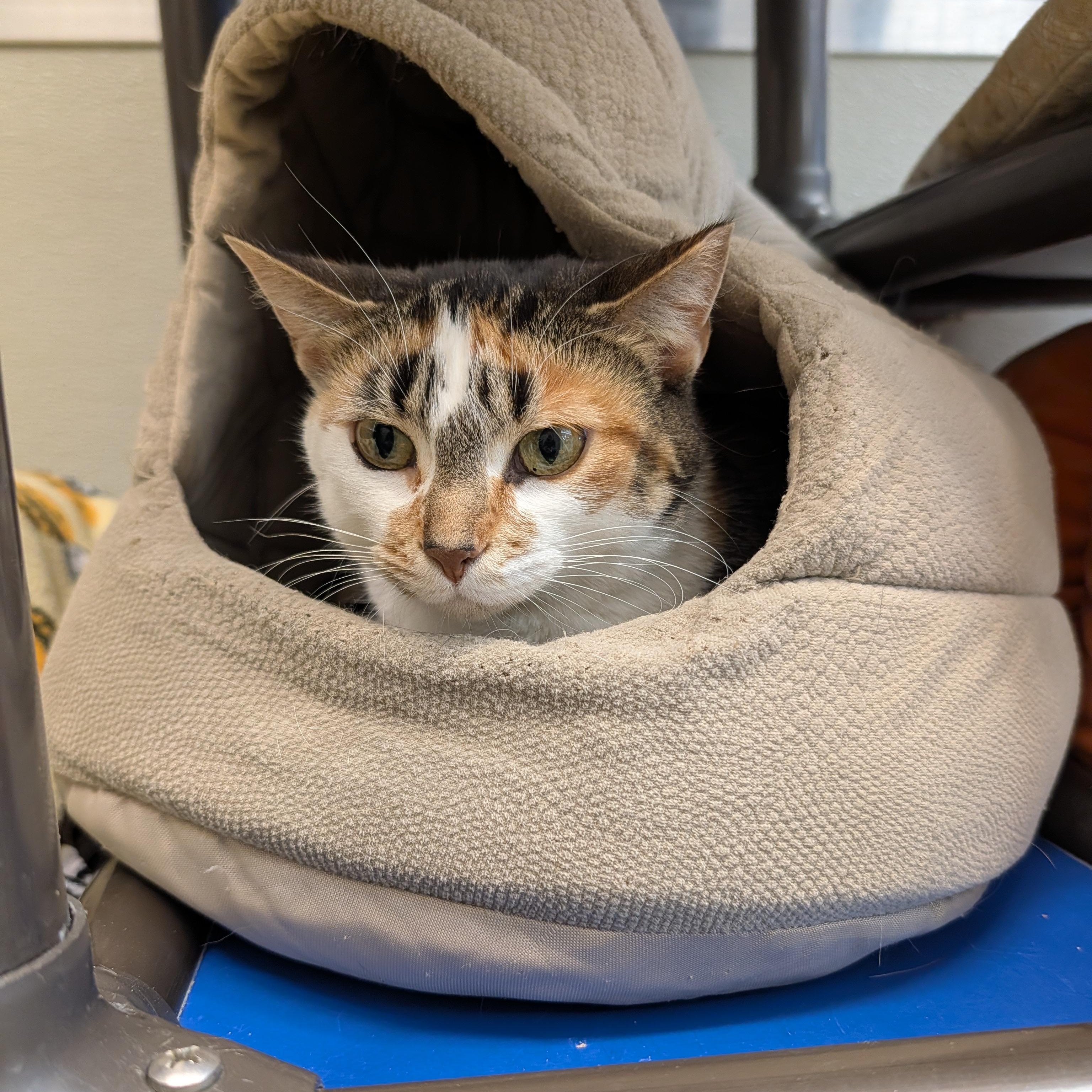 Magnolia thumbnail 2