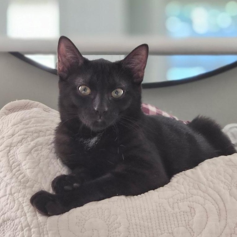 Binx, ADOPTABLE, Kitten Male Domestic Short Hair.