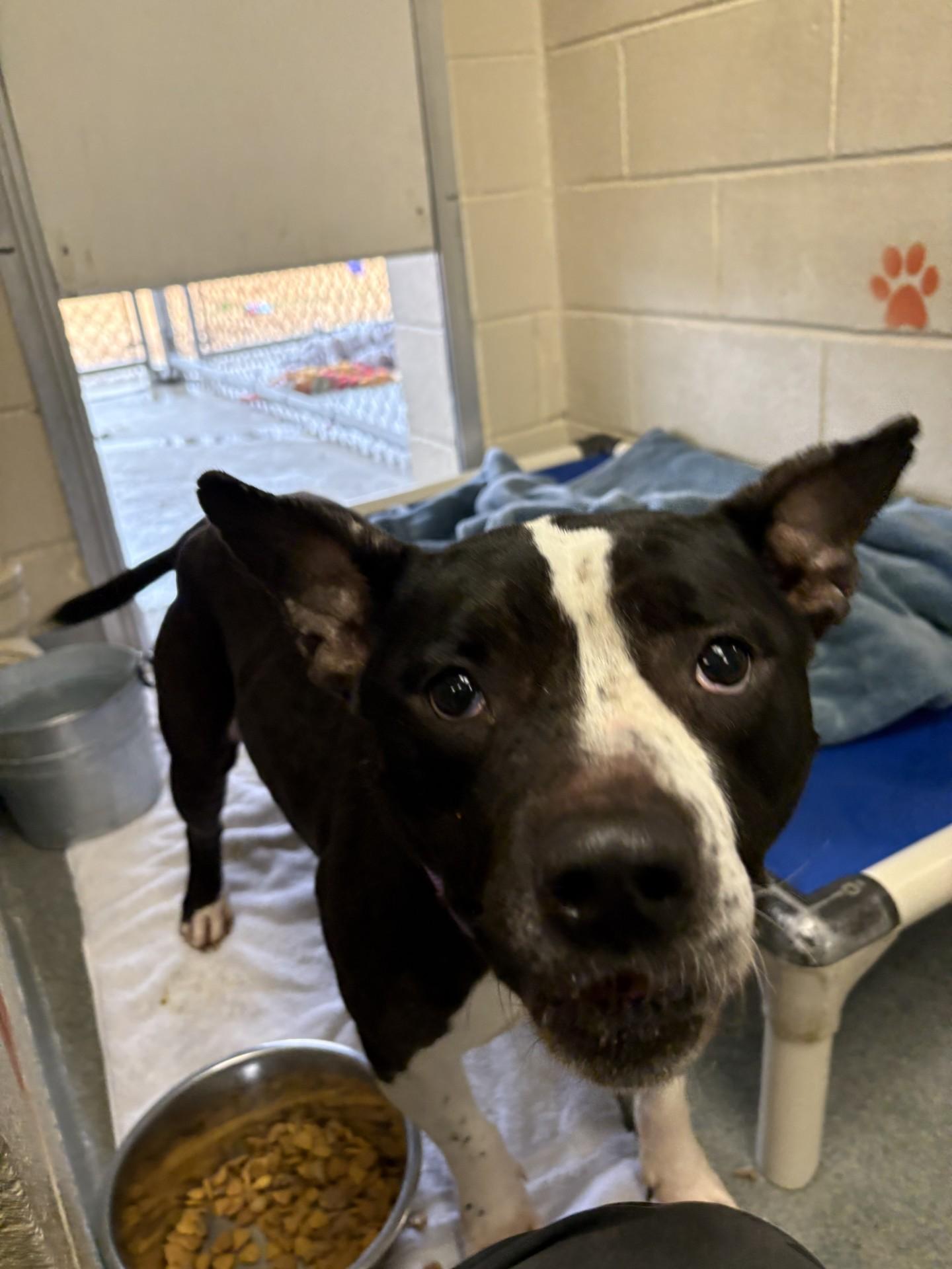 Enlarge Leia, a ADOPTABLE mixed breed in West Warwick, RI image 2/2