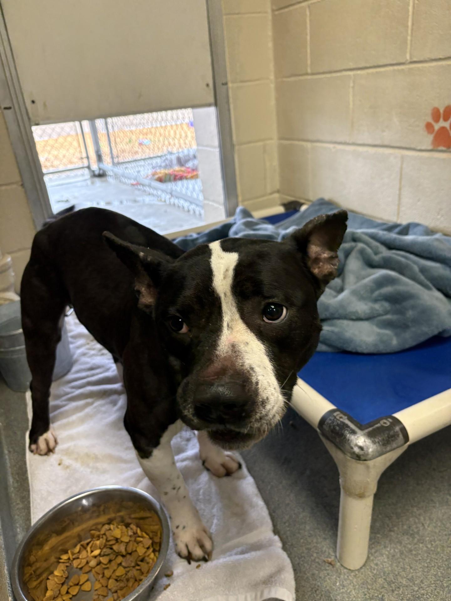 Enlarge Leia, a ADOPTABLE mixed breed in West Warwick, RI image 1/2