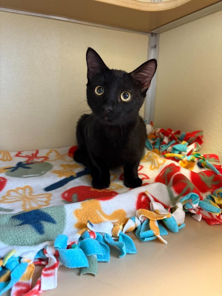 Ember, ADOPTABLE, Kitten Male Domestic Short Hair.