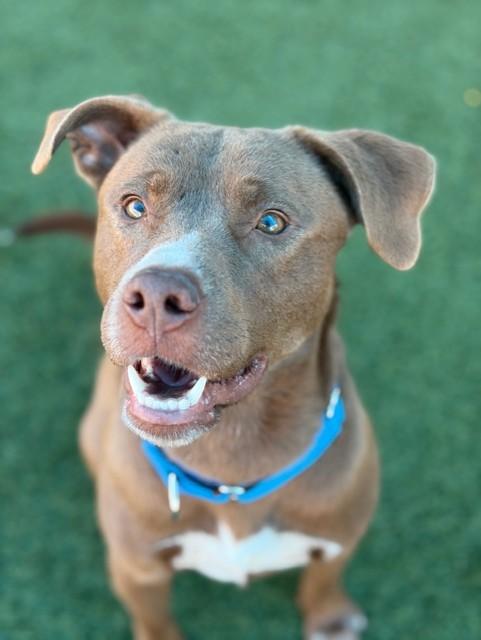 BRUNO — thumbnail 2