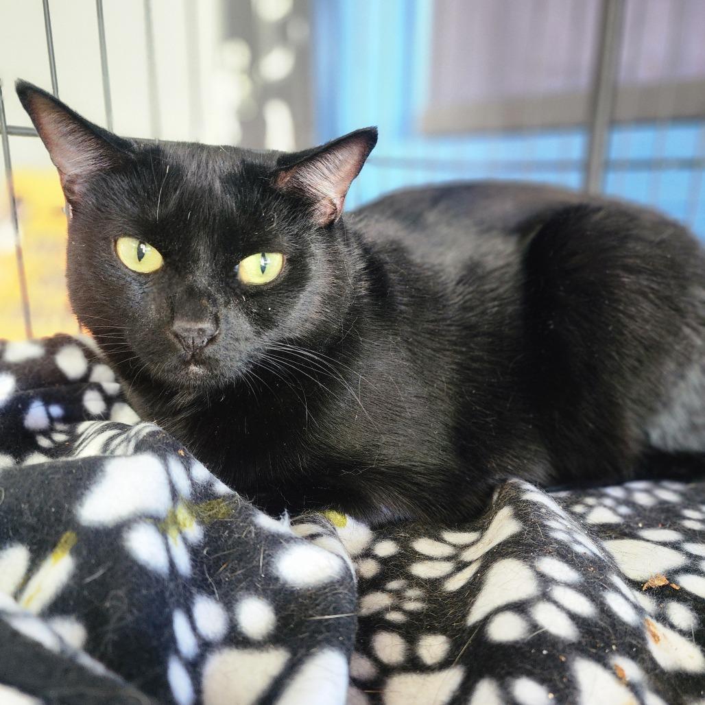 Enlarge Miss Gracie - Chino Hills Location, a Adoptable Domestic Short Hair in Chino Hills, CA image 2/6