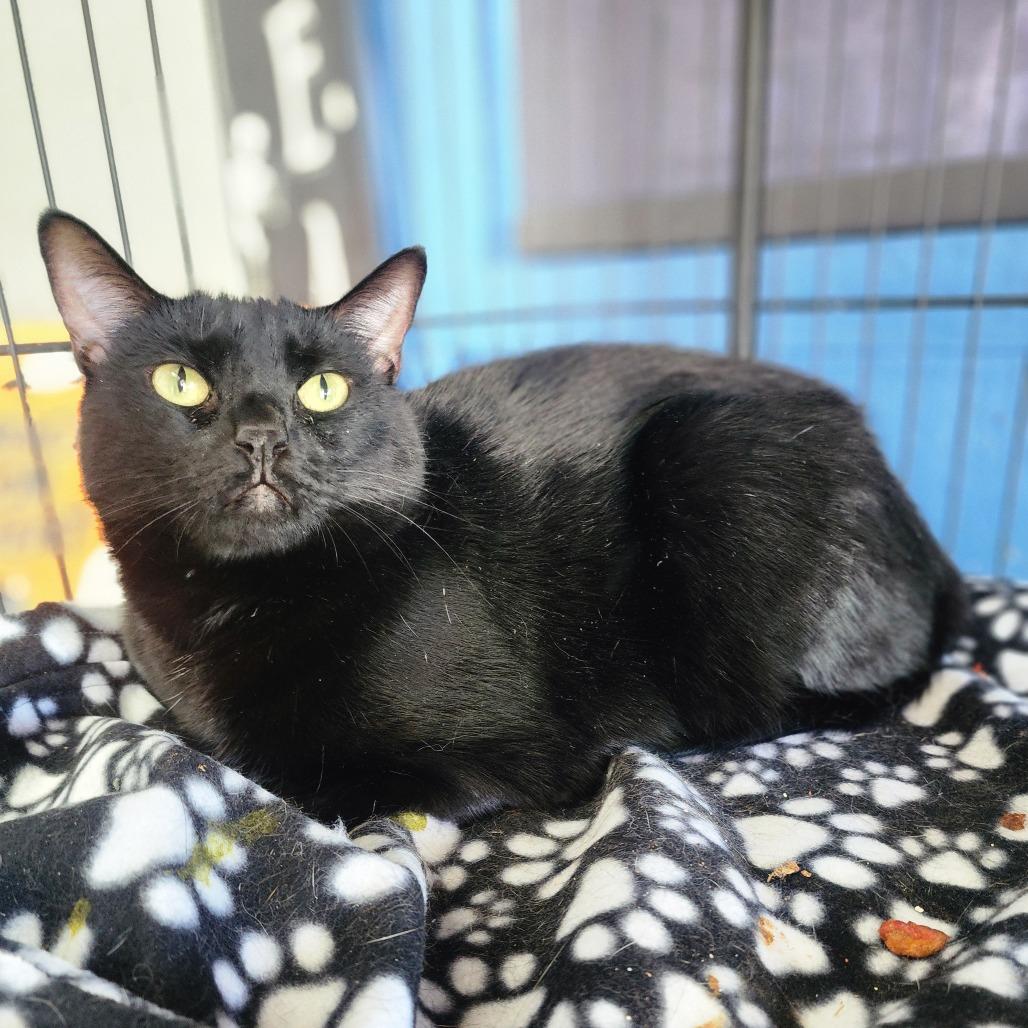 Enlarge Miss Gracie - Chino Hills Location, a Adoptable Domestic Short Hair in Chino Hills, CA image 4/6