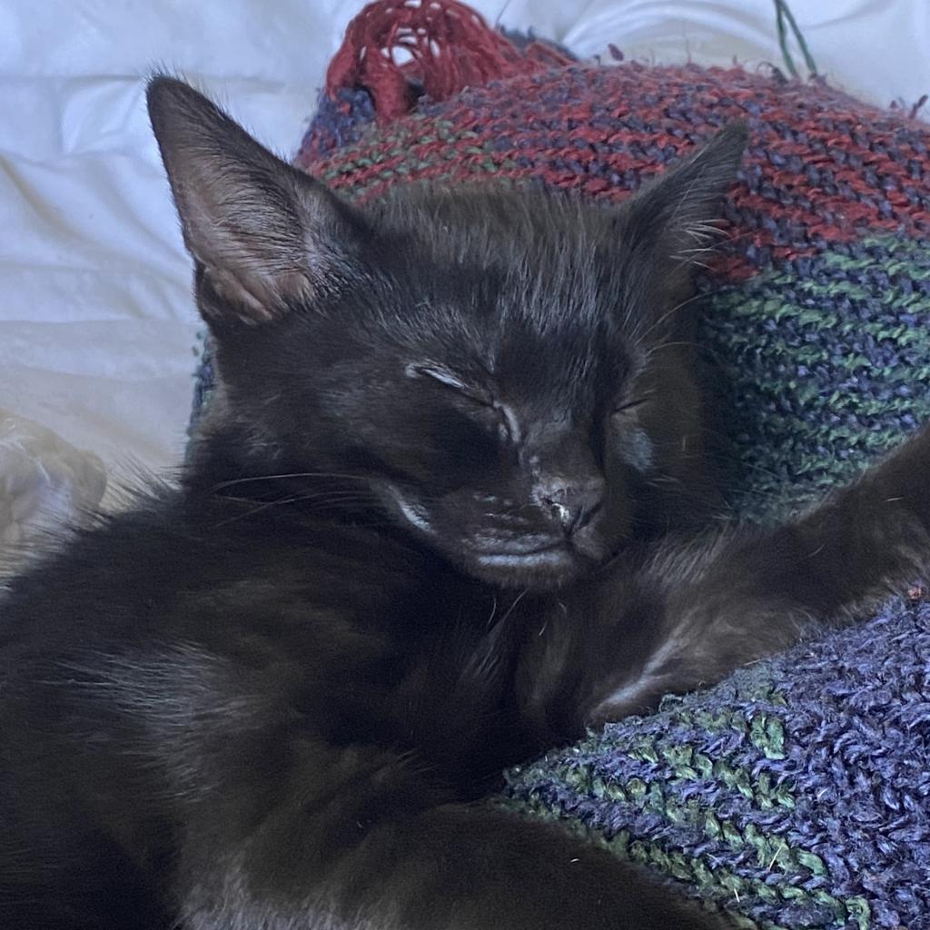 Enlarge Miss Gracie - Chino Hills Location, a Adoptable Domestic Short Hair in Chino Hills, CA image 5/6