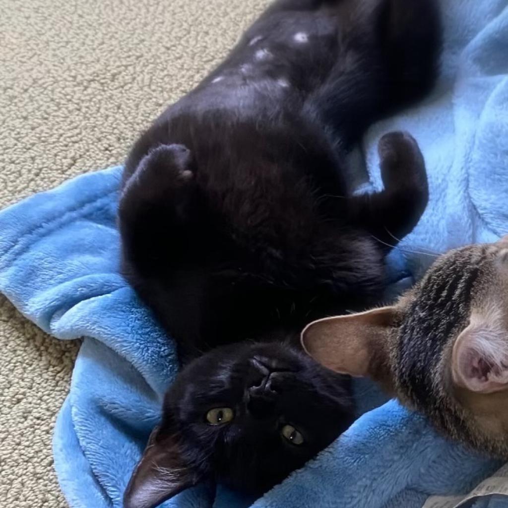 Enlarge Miss Gracie - Chino Hills Location, a Adoptable Domestic Short Hair in Chino Hills, CA image 6/6