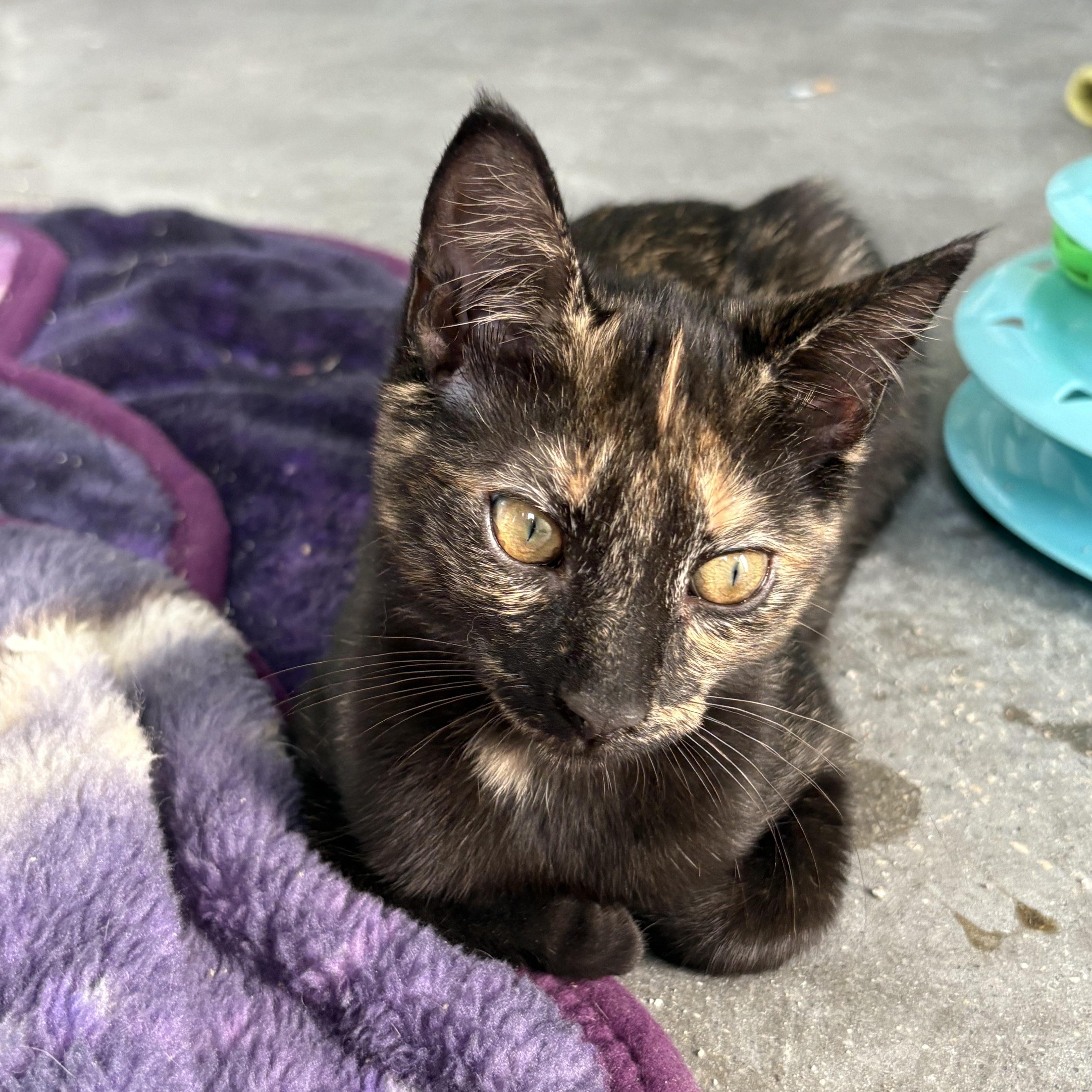 Sandy, Baby Female Domestic Short Hair