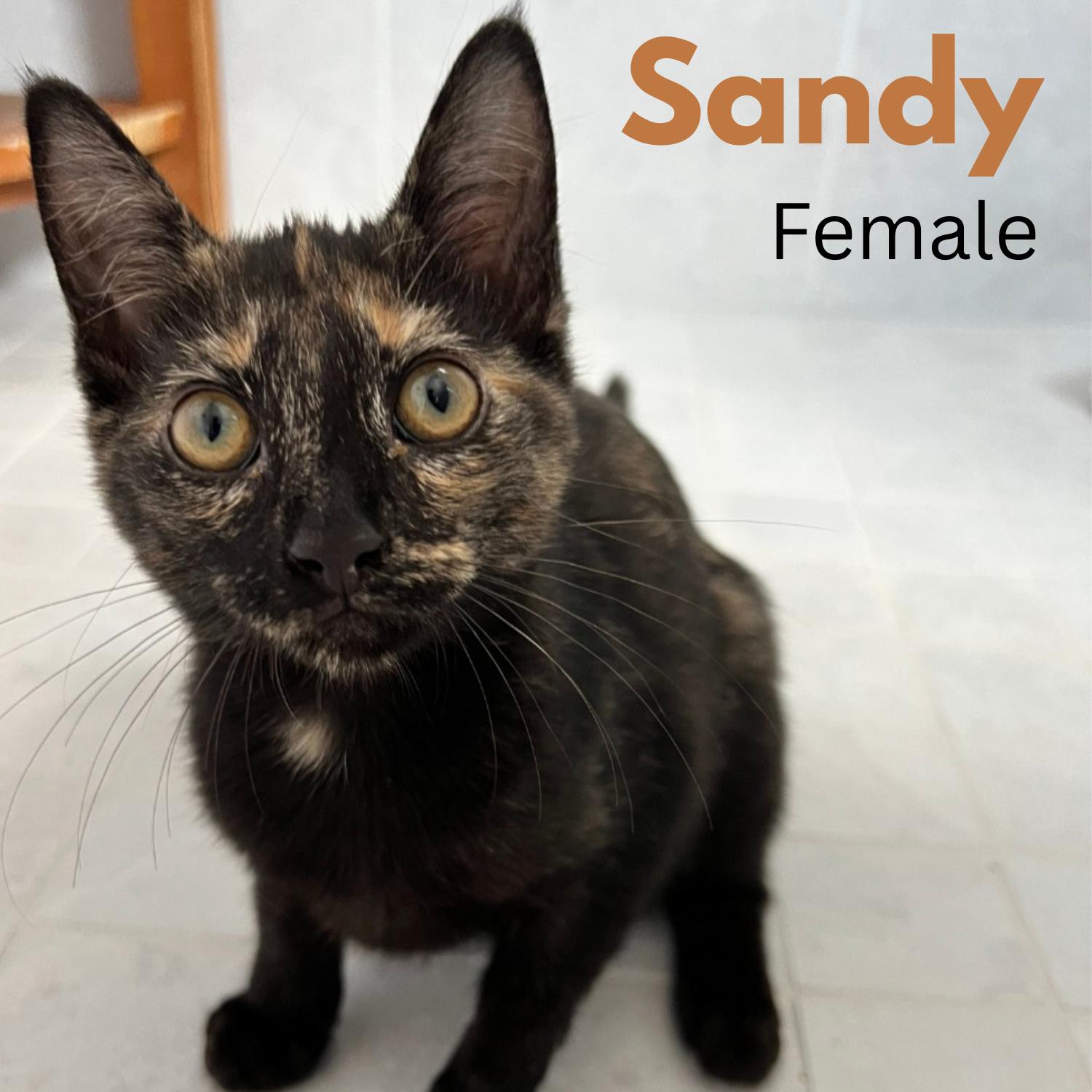Sandy photo 2