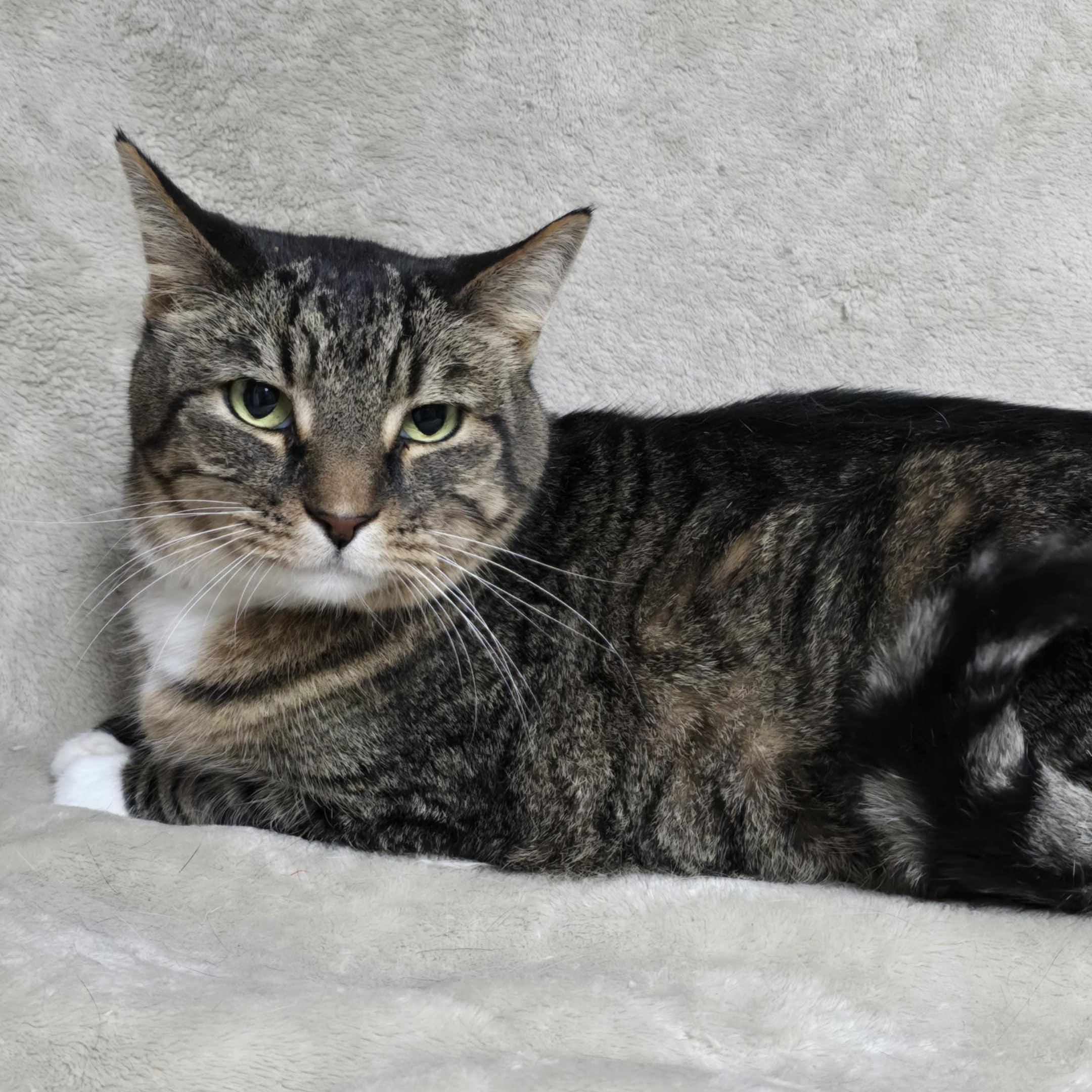 Hubie, Senior Male Domestic Short Hair