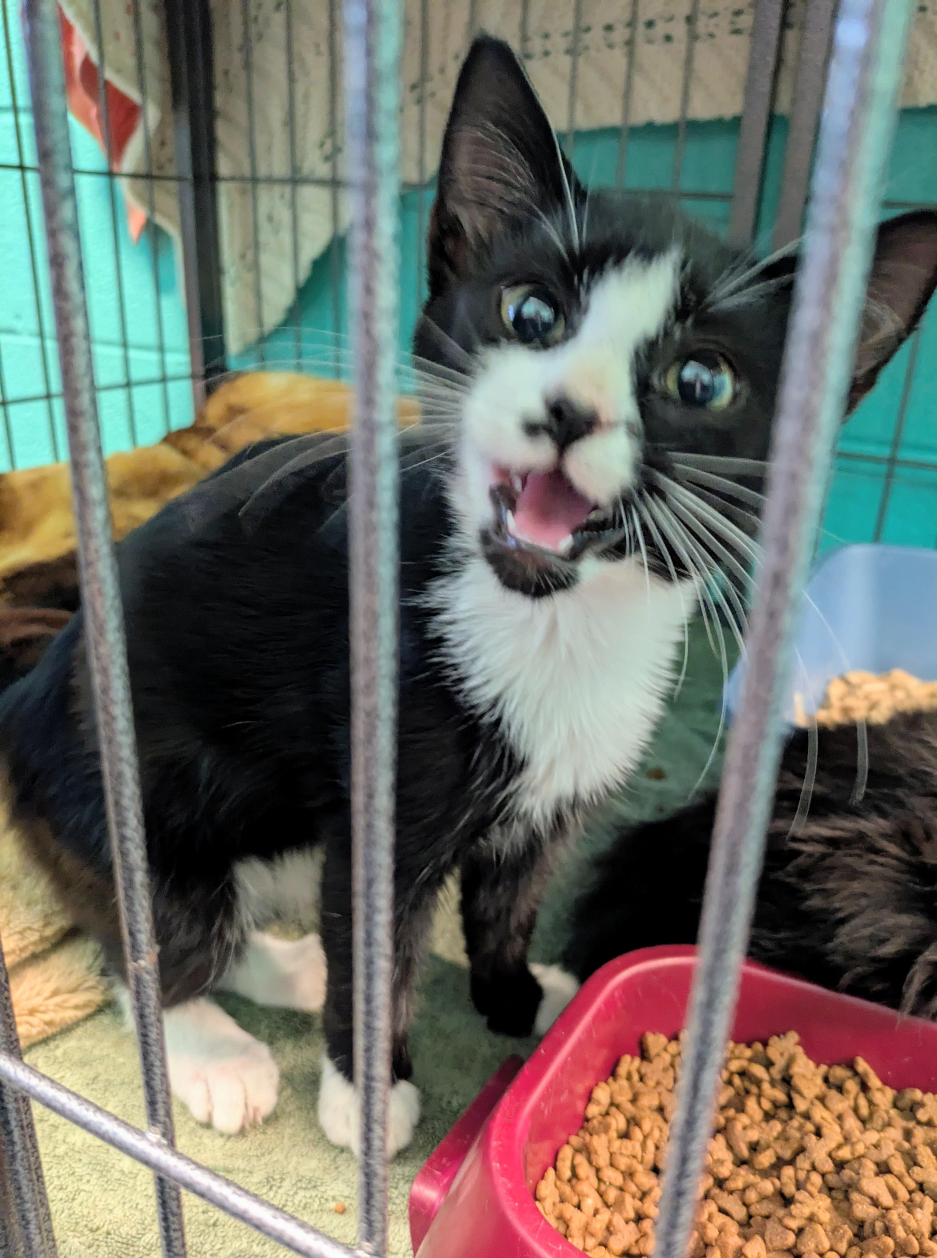 Pippin, Adoptable, Young Male Domestic Medium Hair.