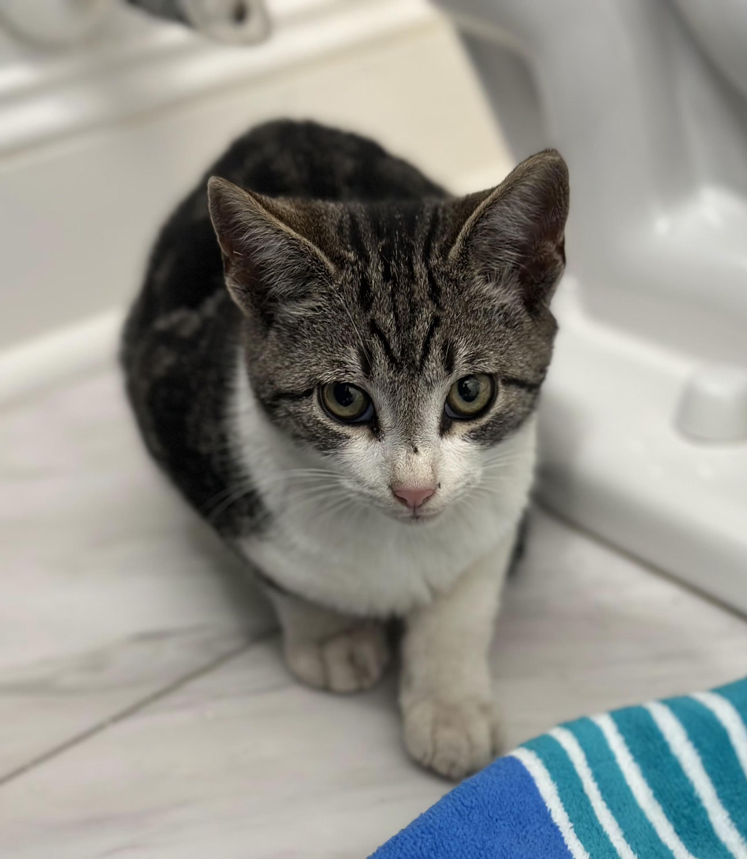 Enlarge Murray Christmas, a Adopted Domestic Short Hair in Davidson, NC image 1/1