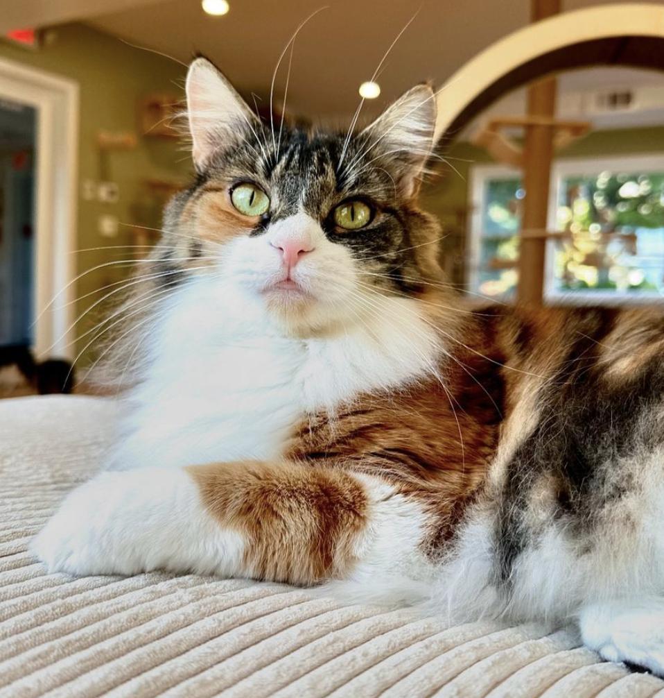 Louise, a Adopted Domestic Medium Hair in Ramsey, NJ image 1/3