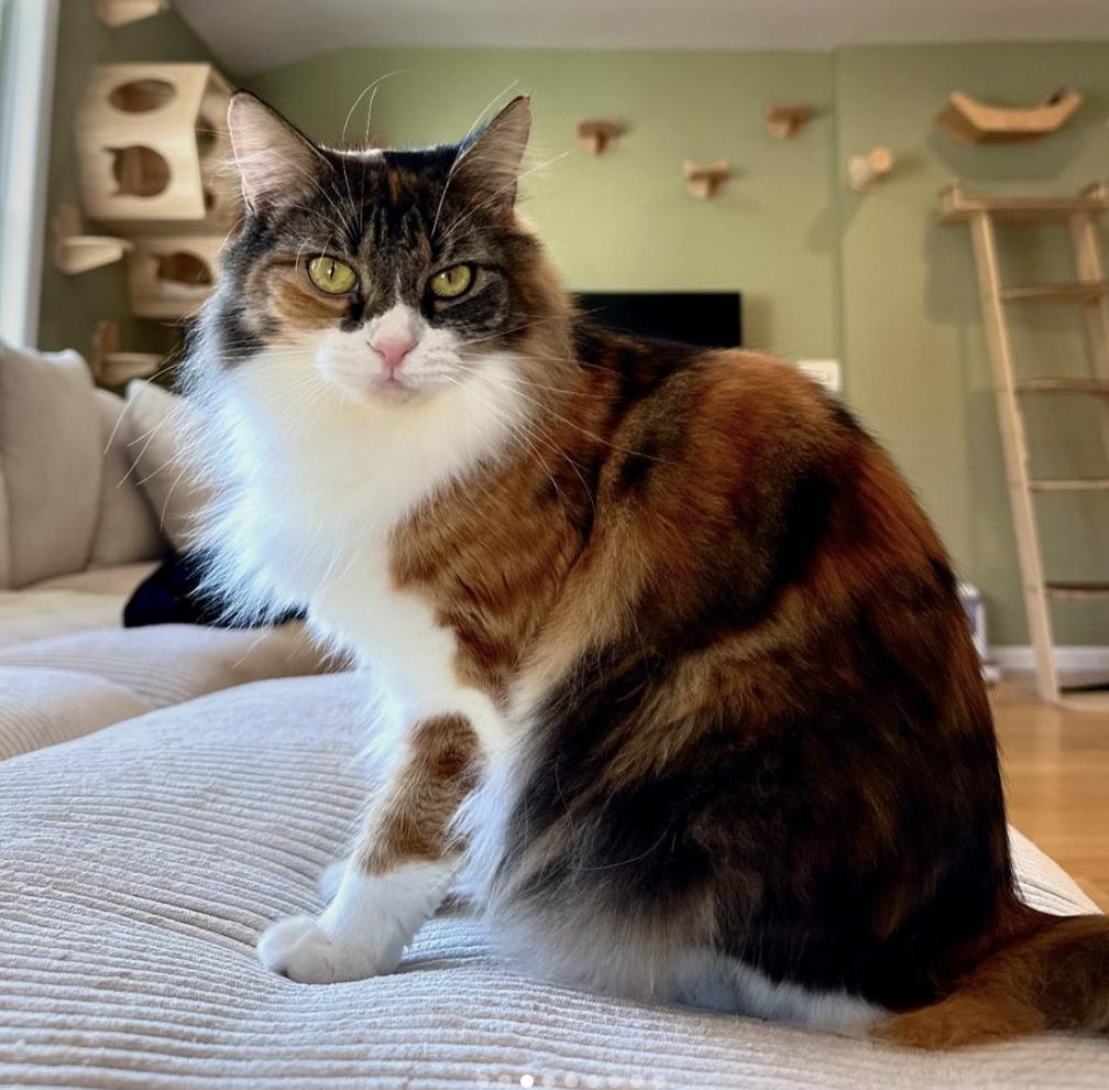 Louise, a Adopted Domestic Medium Hair in Ramsey, NJ image 3/3