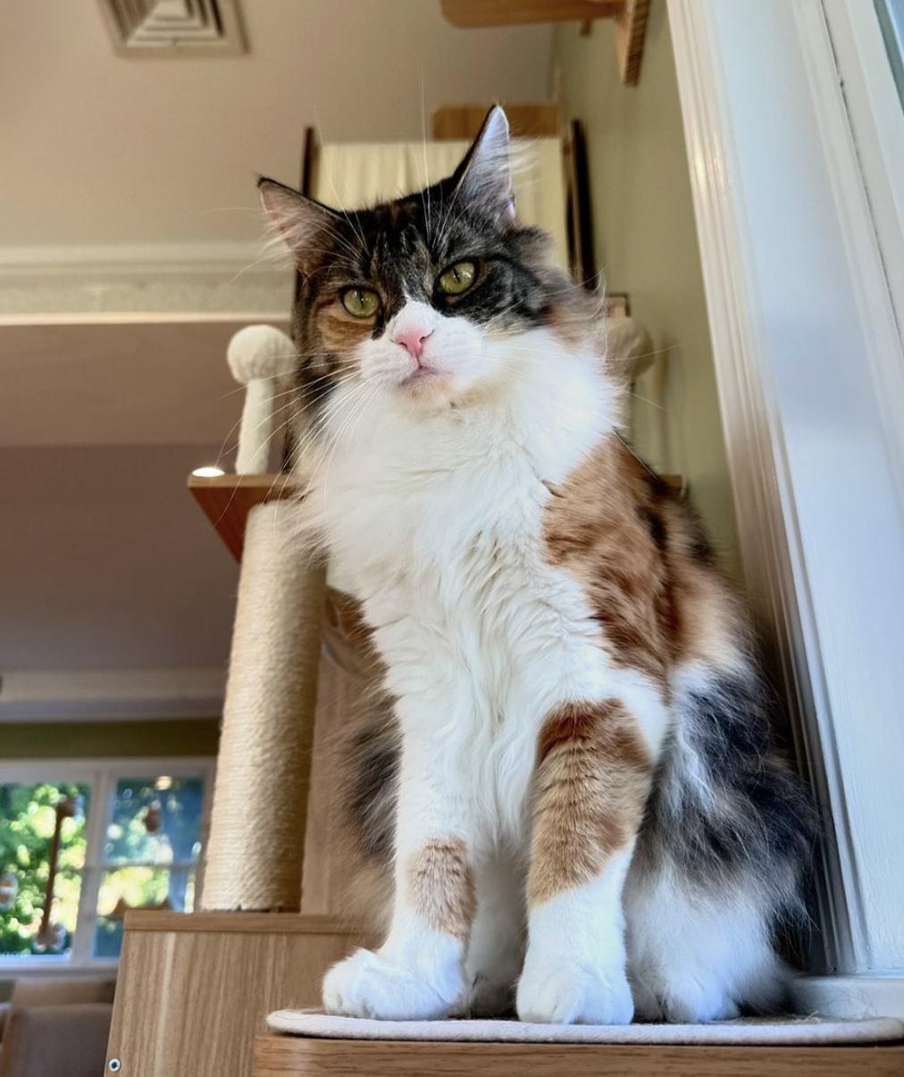 Louise, a Adopted Domestic Medium Hair in Ramsey, NJ image 2/3