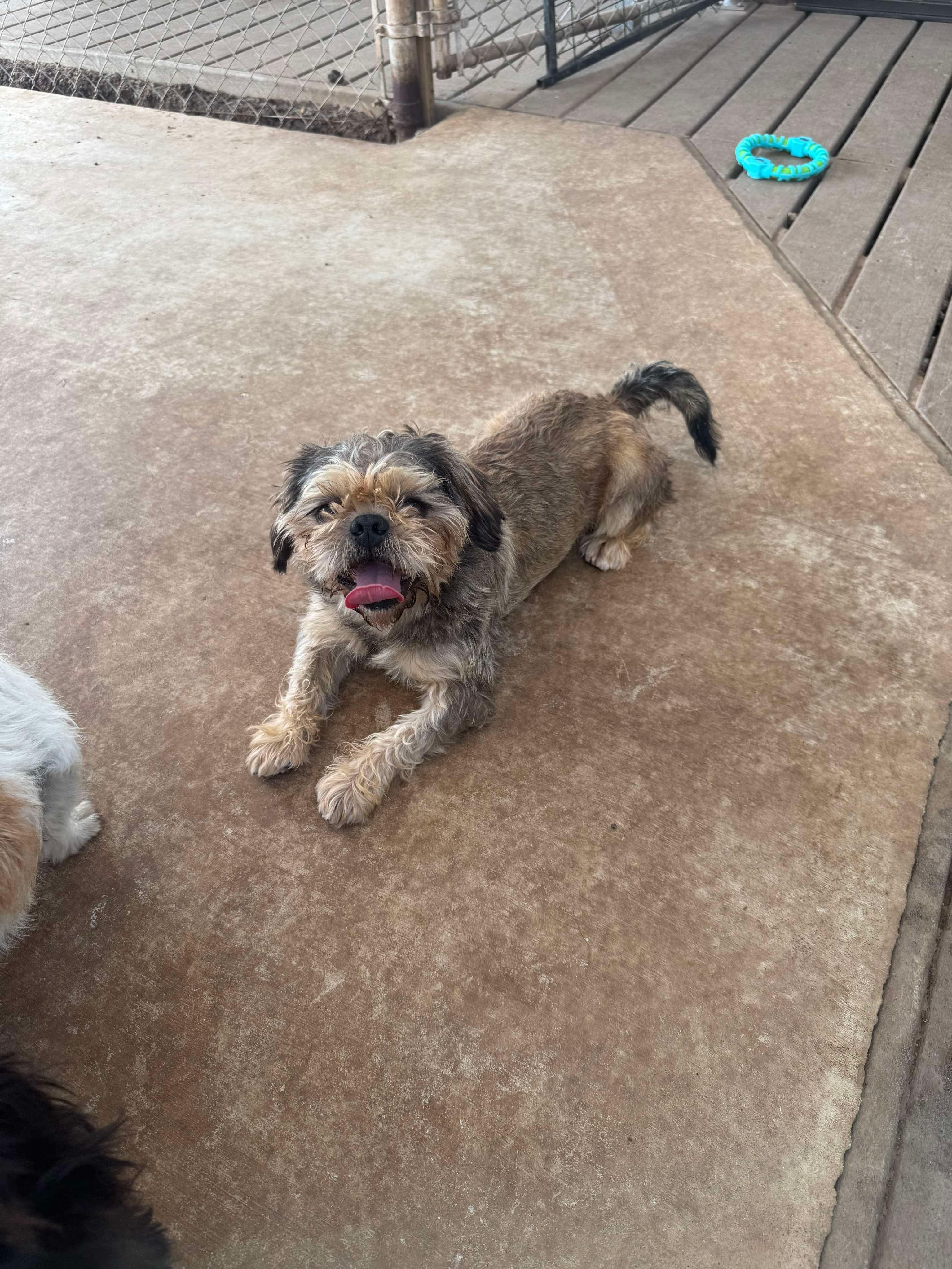 Pope, adoptable, Adult Male Terrier.