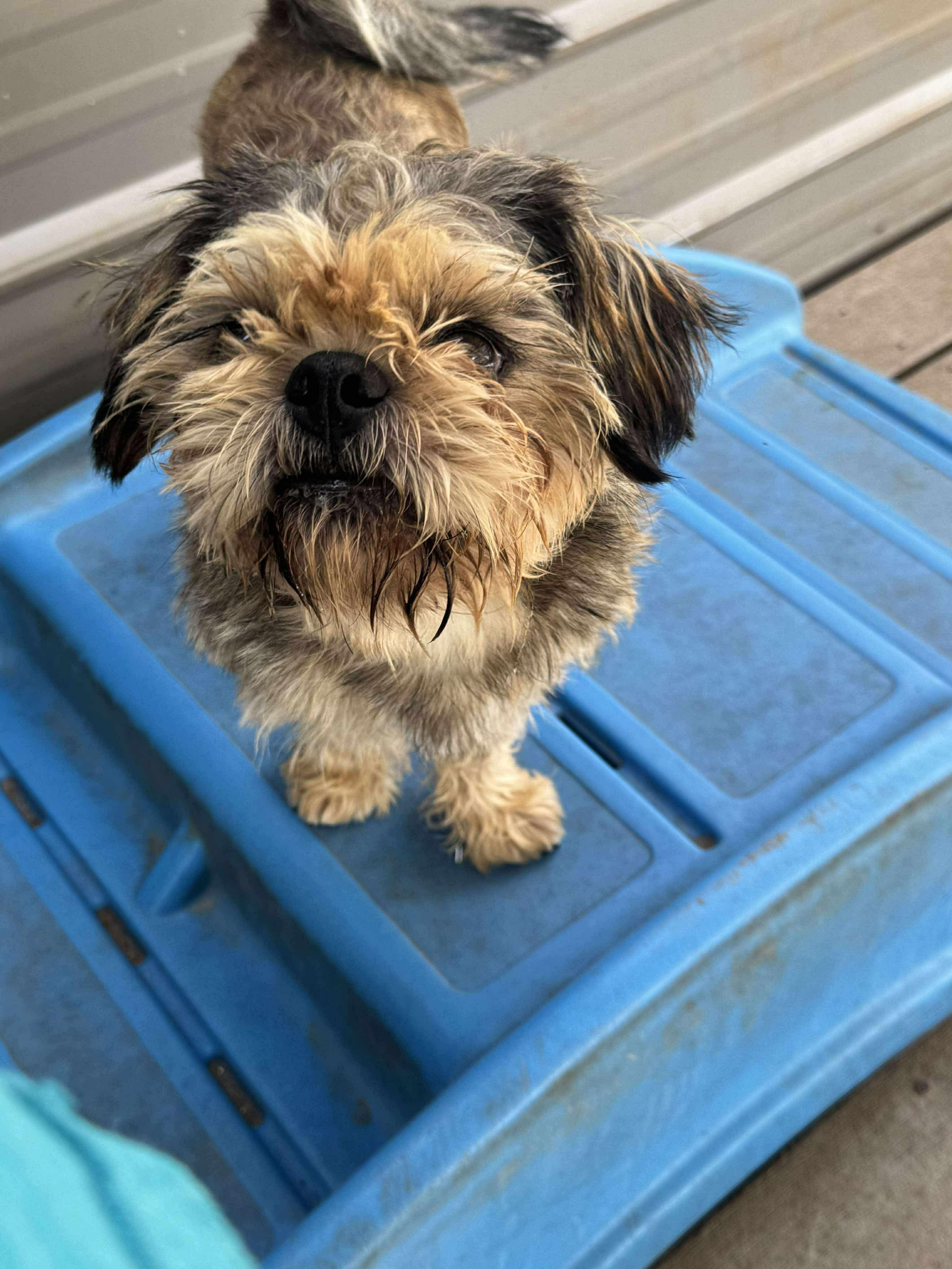 Pope, an adoptable Terrier in Broken Arrow, OK image 2/2